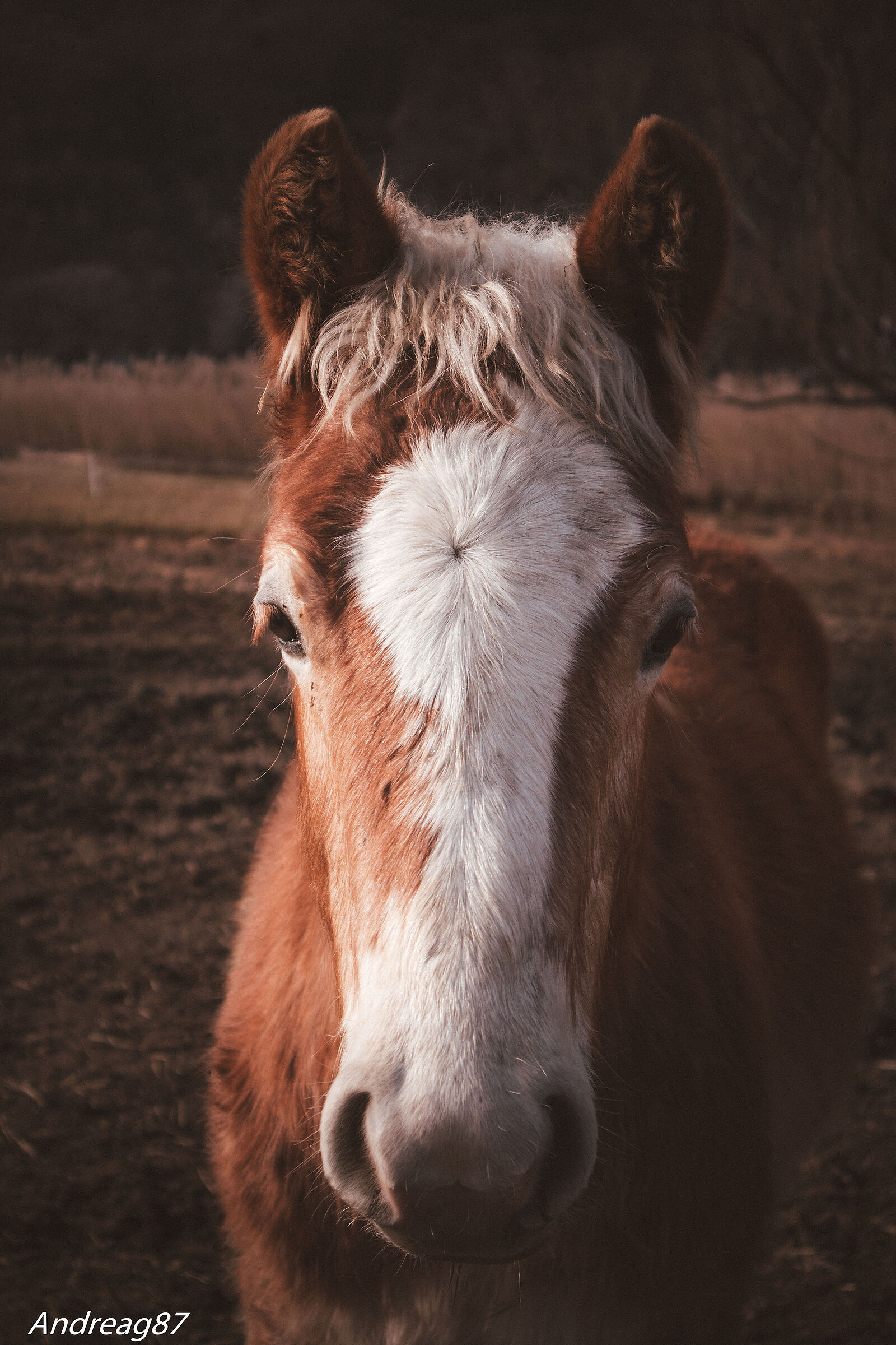Mascherina bianca - Avelignese