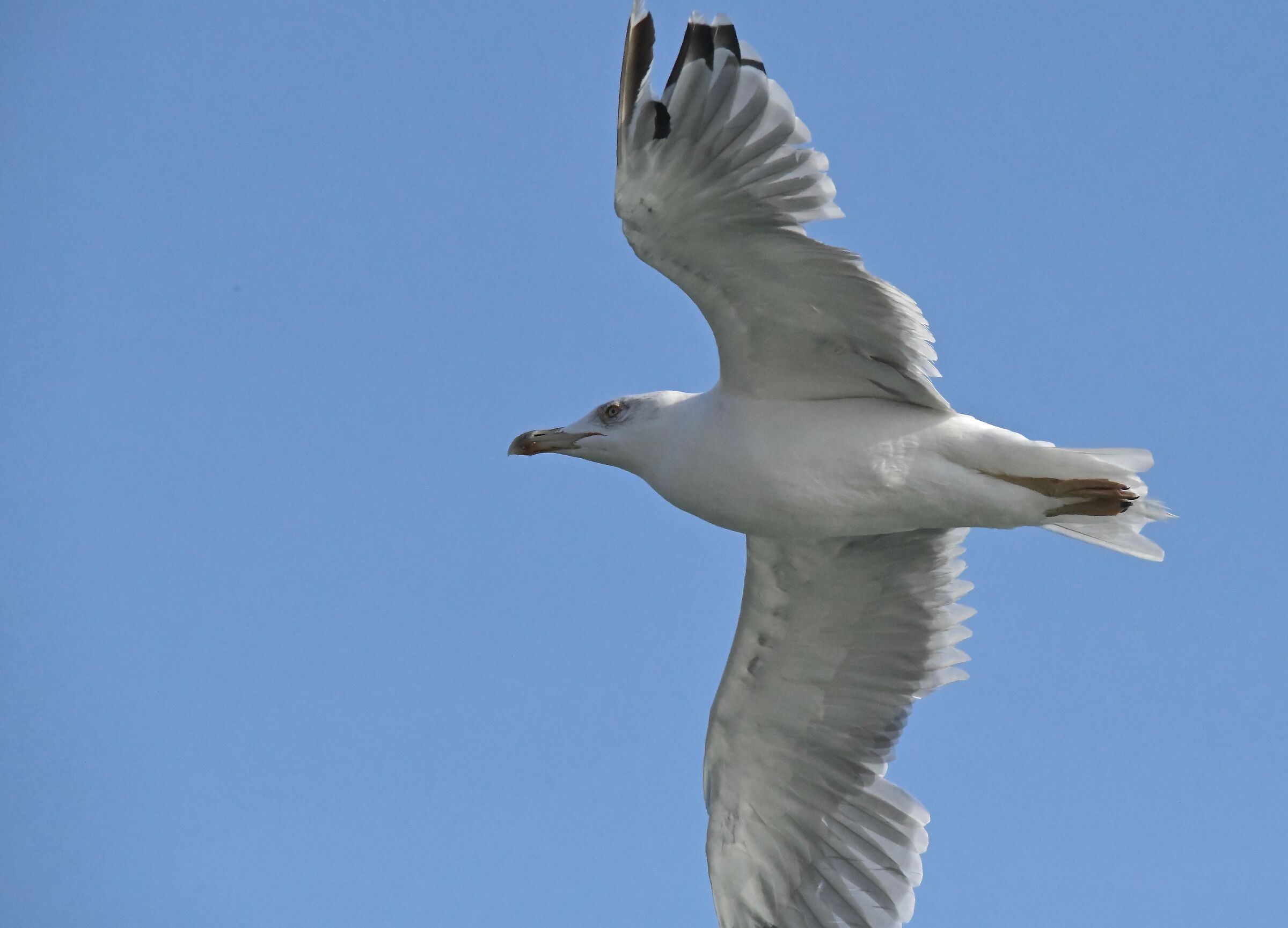 the wings of freedom