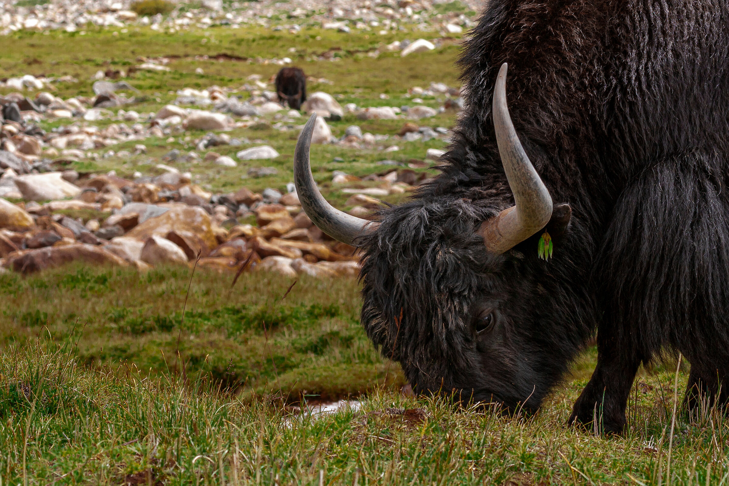 Yak (Bos grunniens) 2
