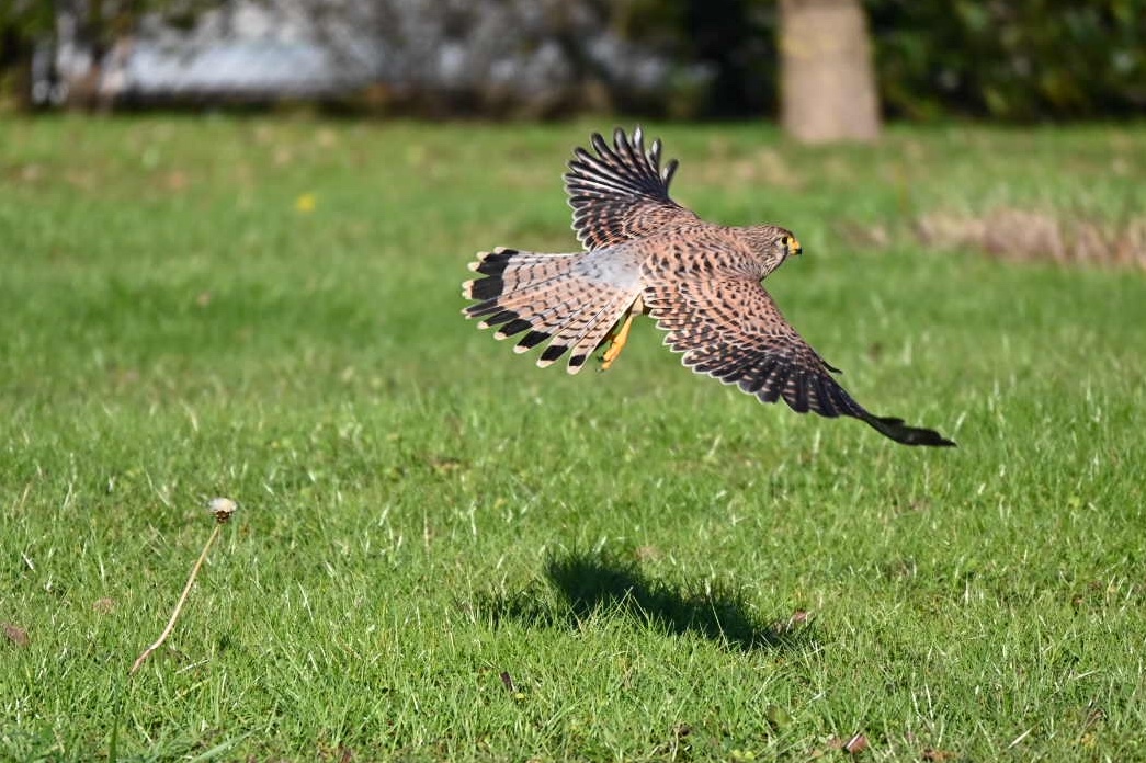 Kestrel