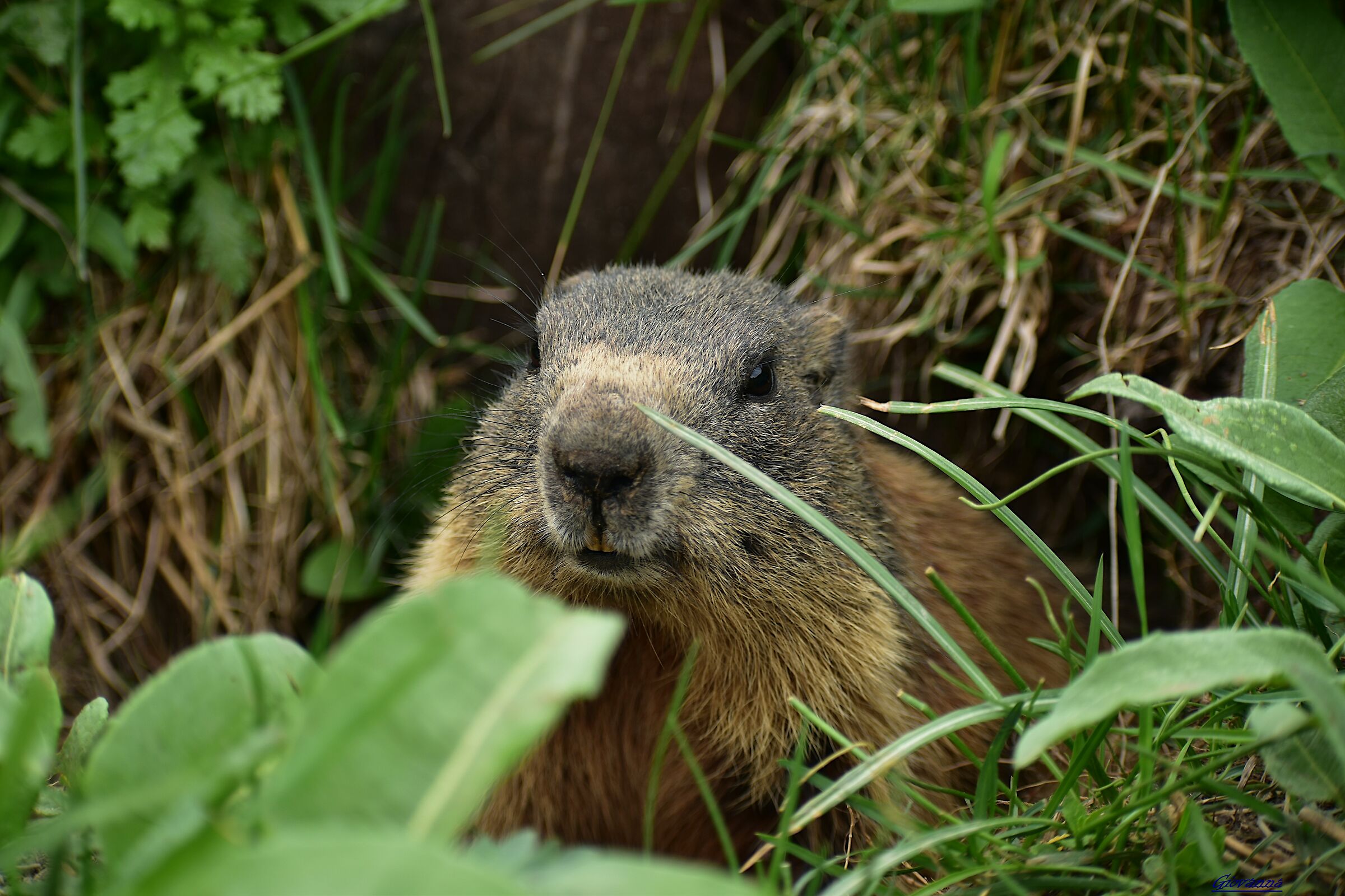 Marmotta