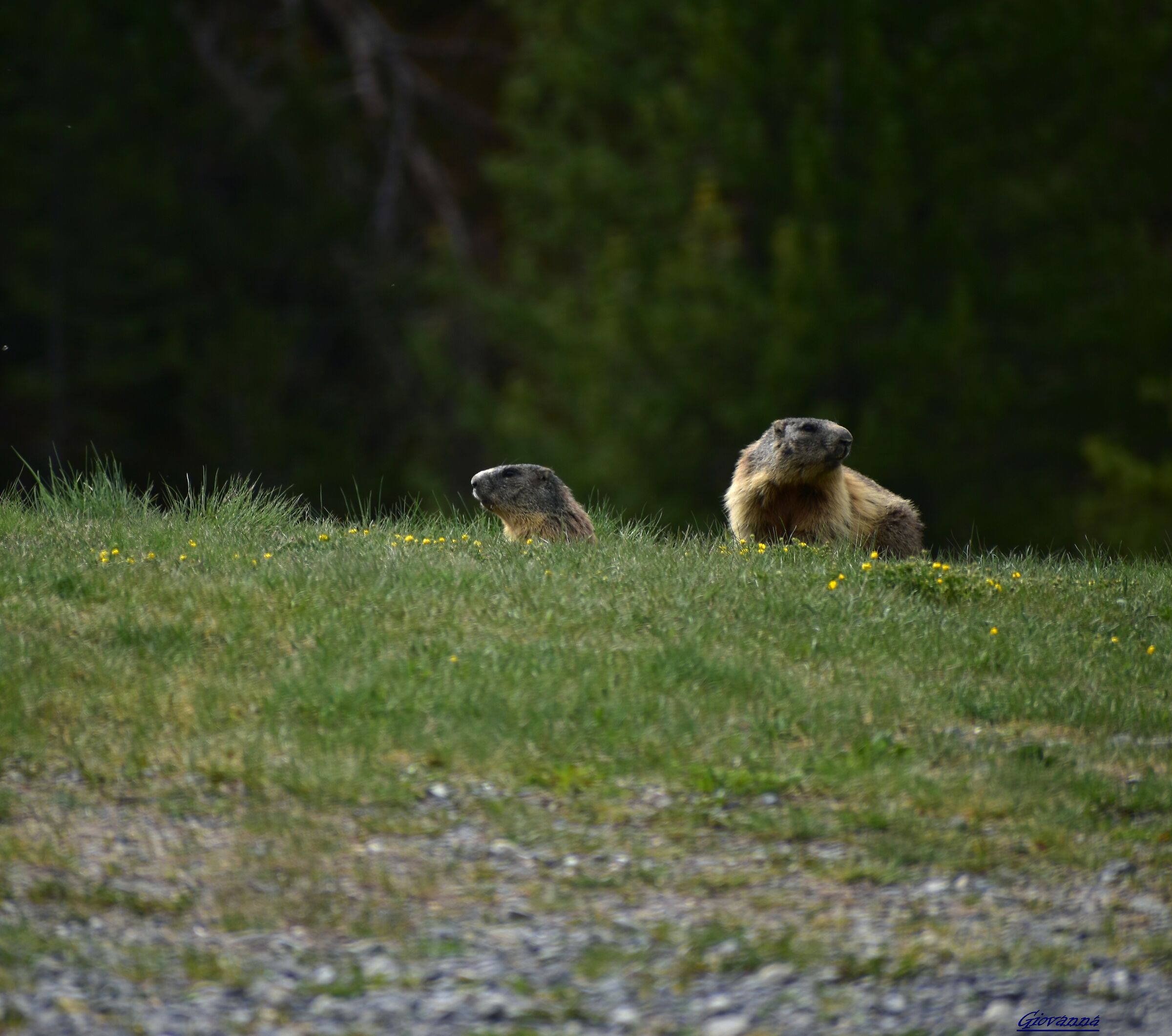 Tu dilla', io di qua...non ci conosciamo!