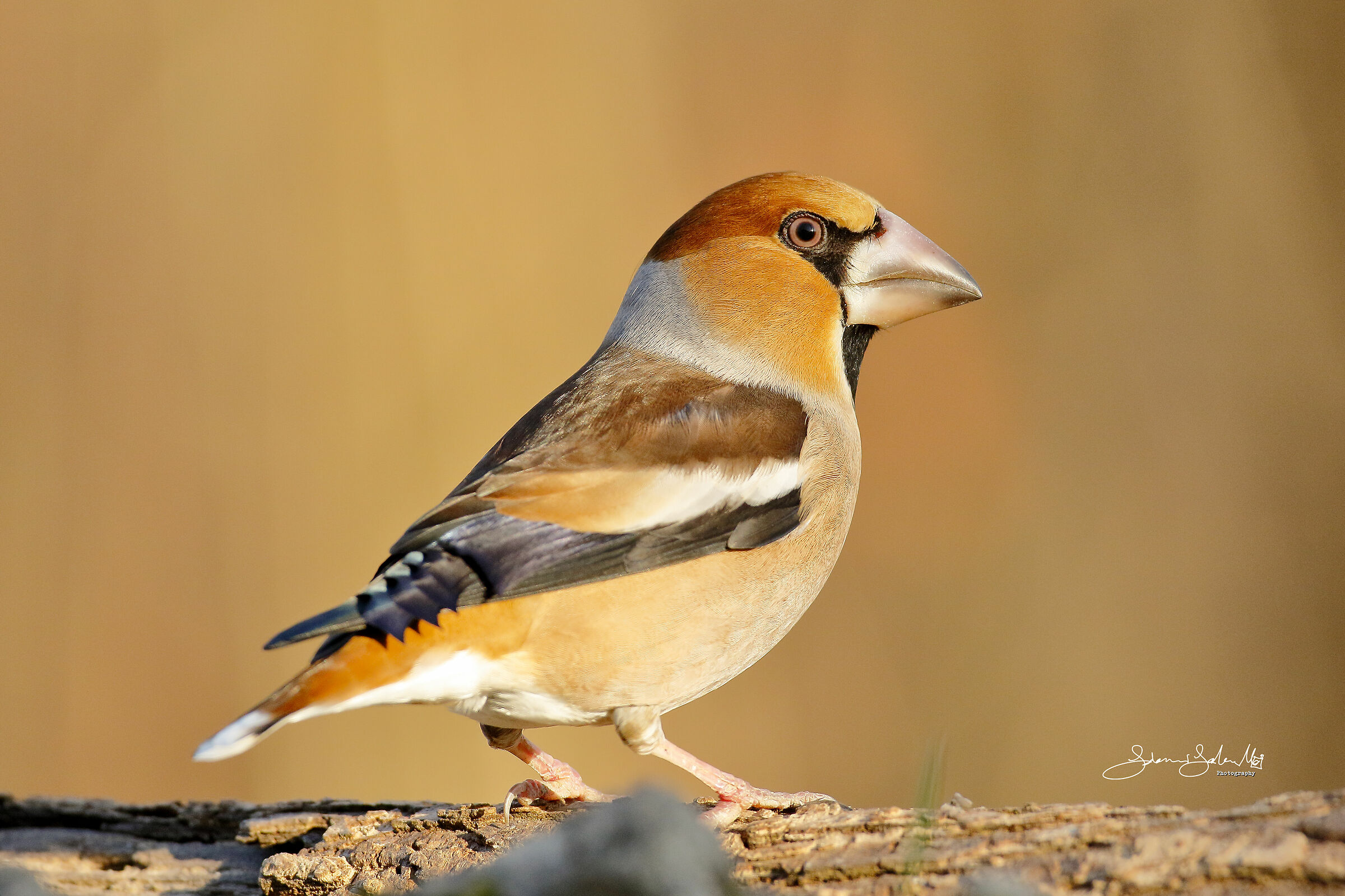 Il Frosone (Coccothraustes coccothraustes, L., 1758)