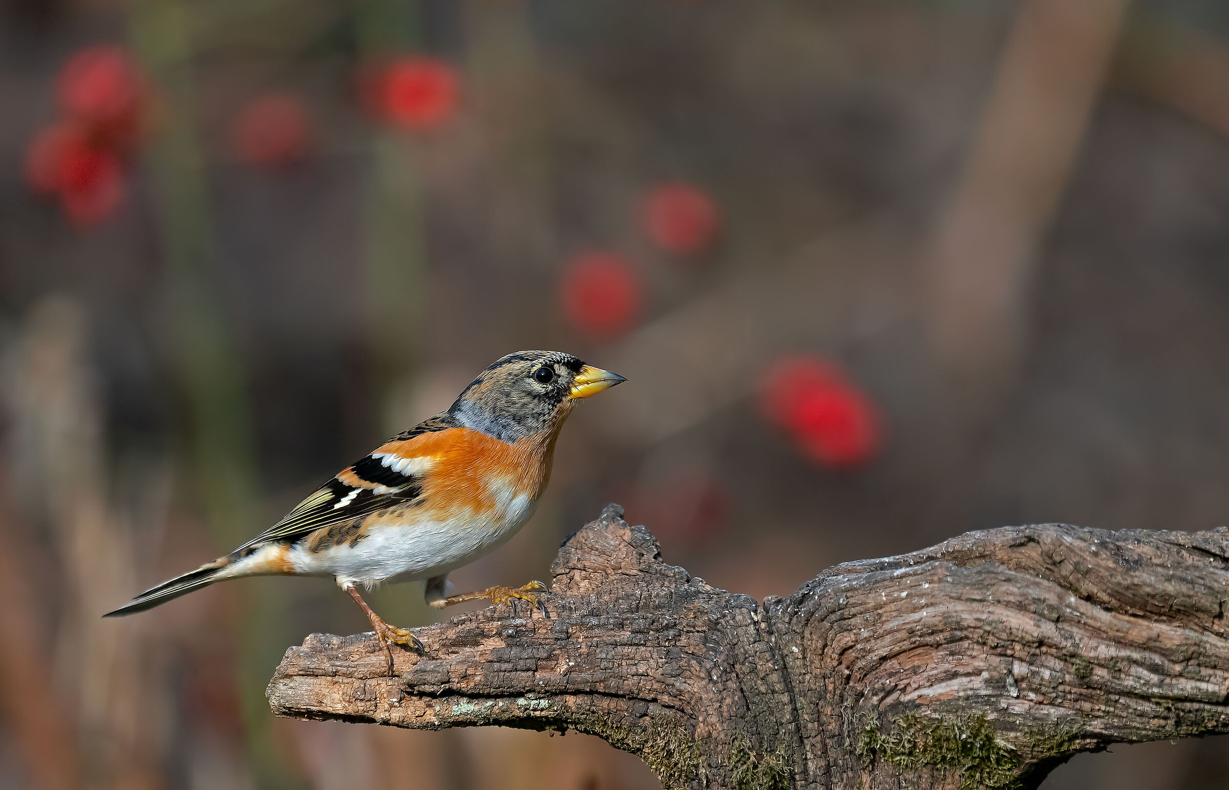 Peppola: Fringilla montifringilla (En.: Brambling)