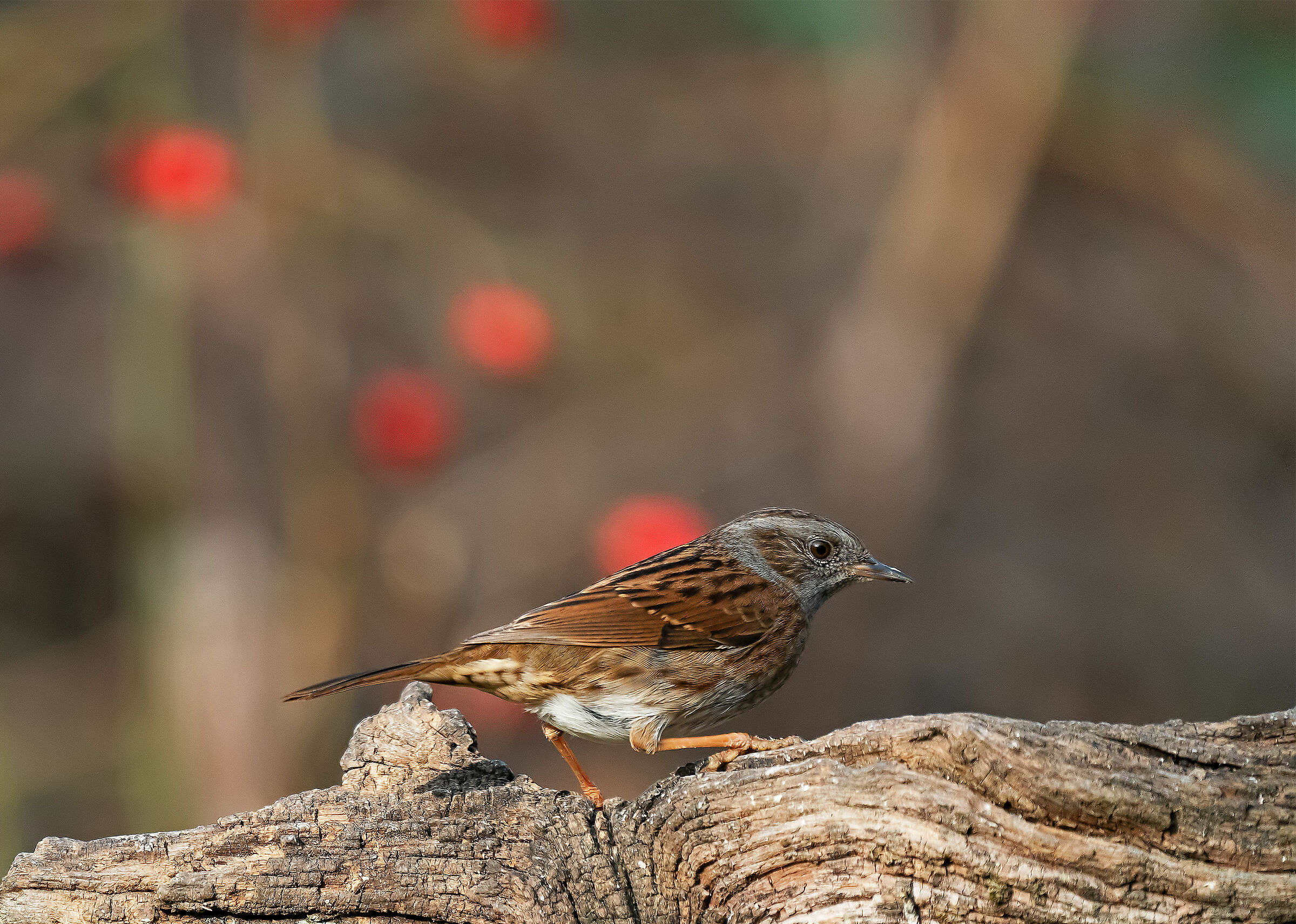 Passera scopaiola: Prunella modularis (Dunnock)