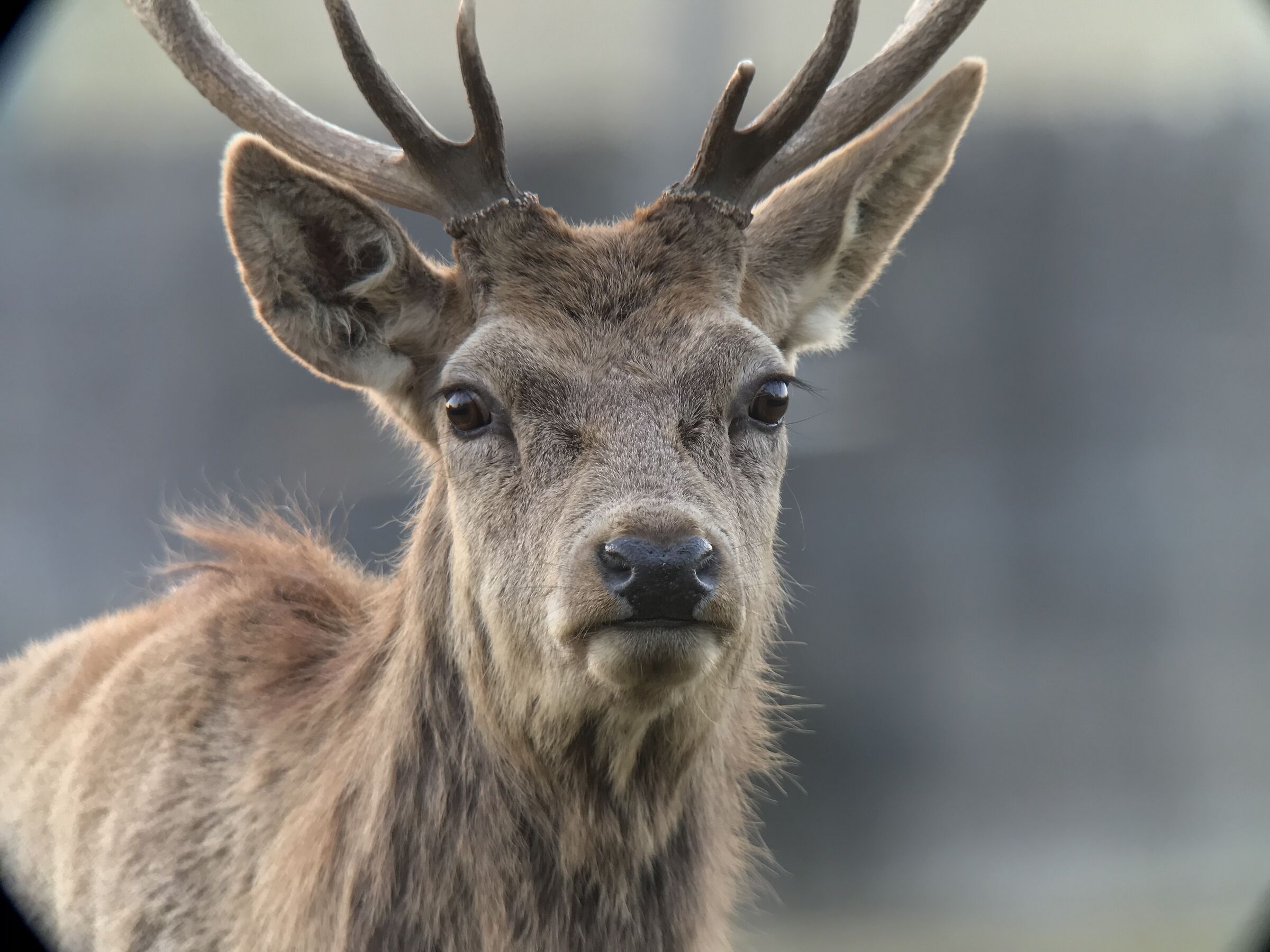 cervo  con iphone7 kowa 883