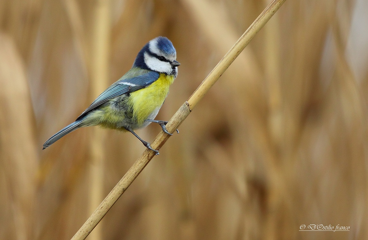 Blue Tit