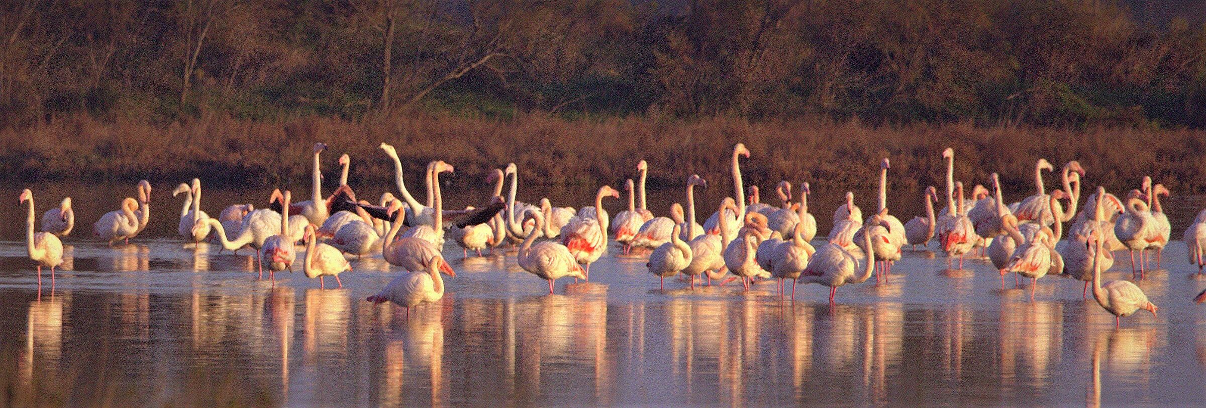 fenicotteri a lio piccolo