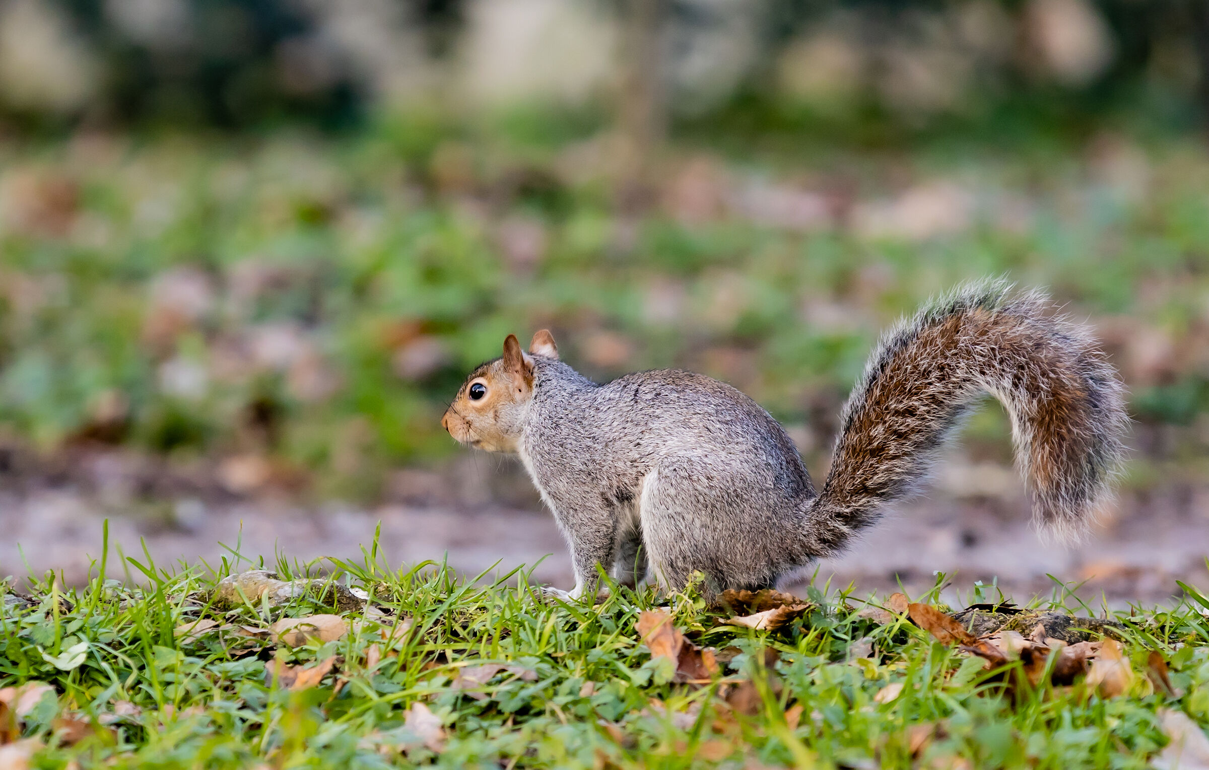 Squirrel 3