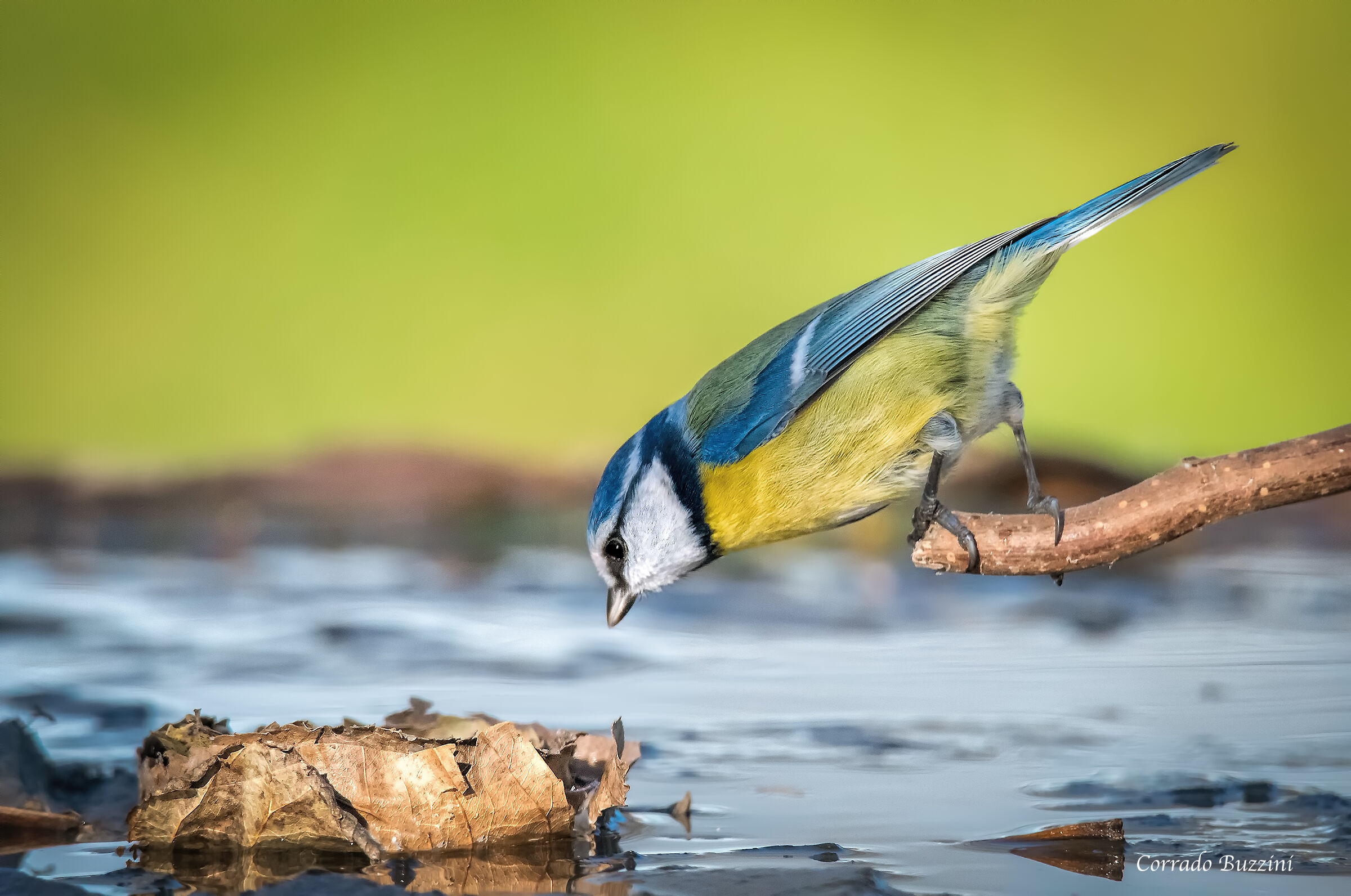 #capannodicora Cinciarella