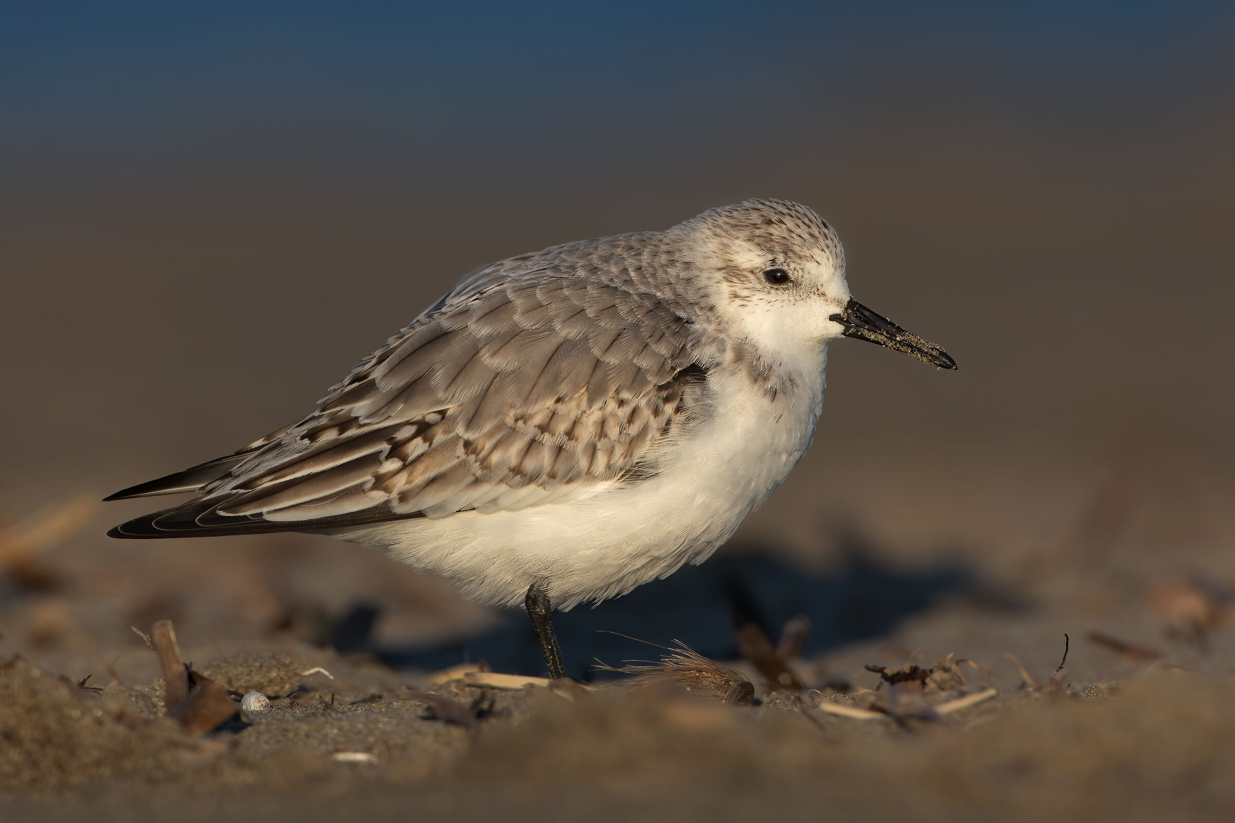 Piovanello Tridattilo