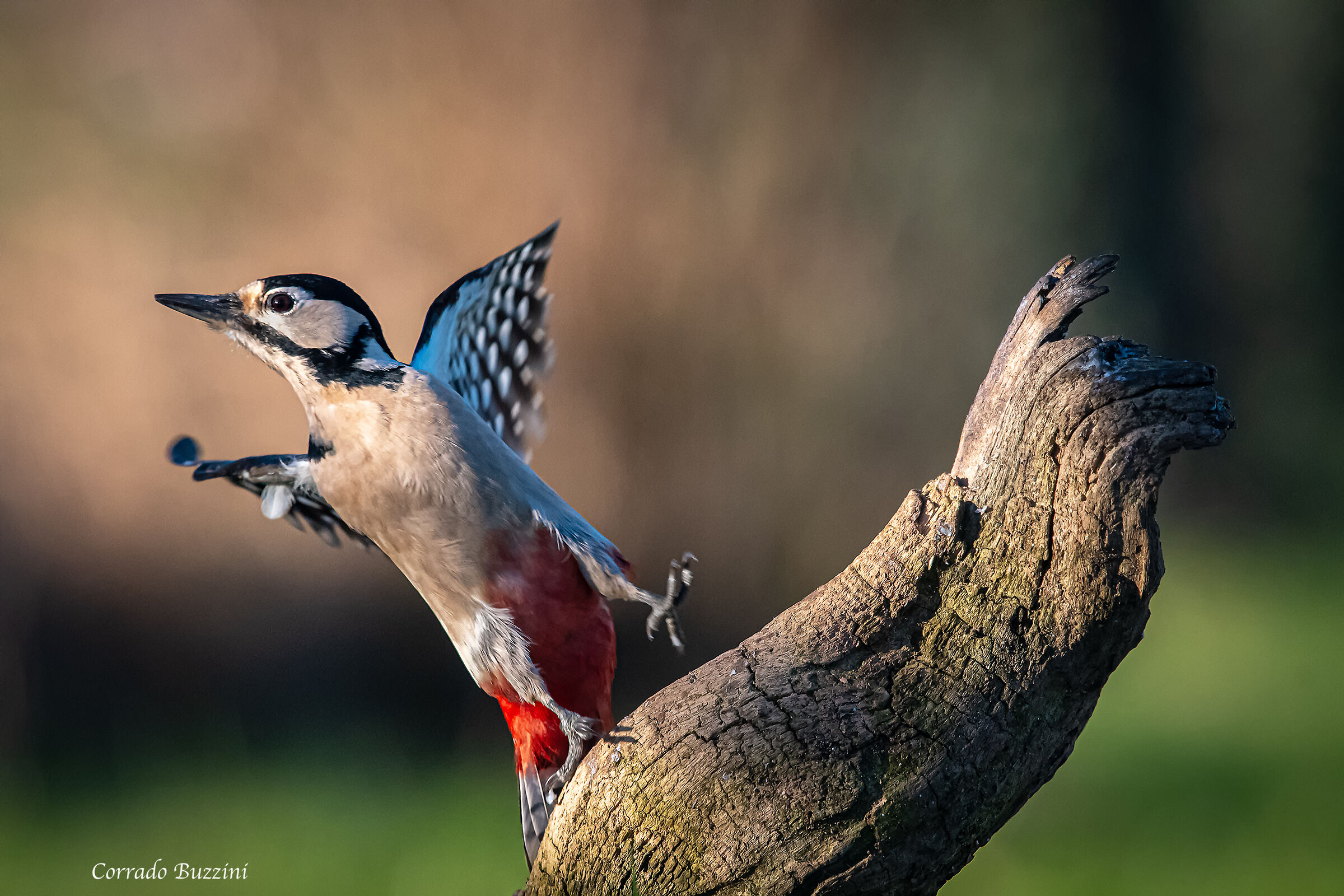 #capannodicora Red Woodpecker the Deadlift