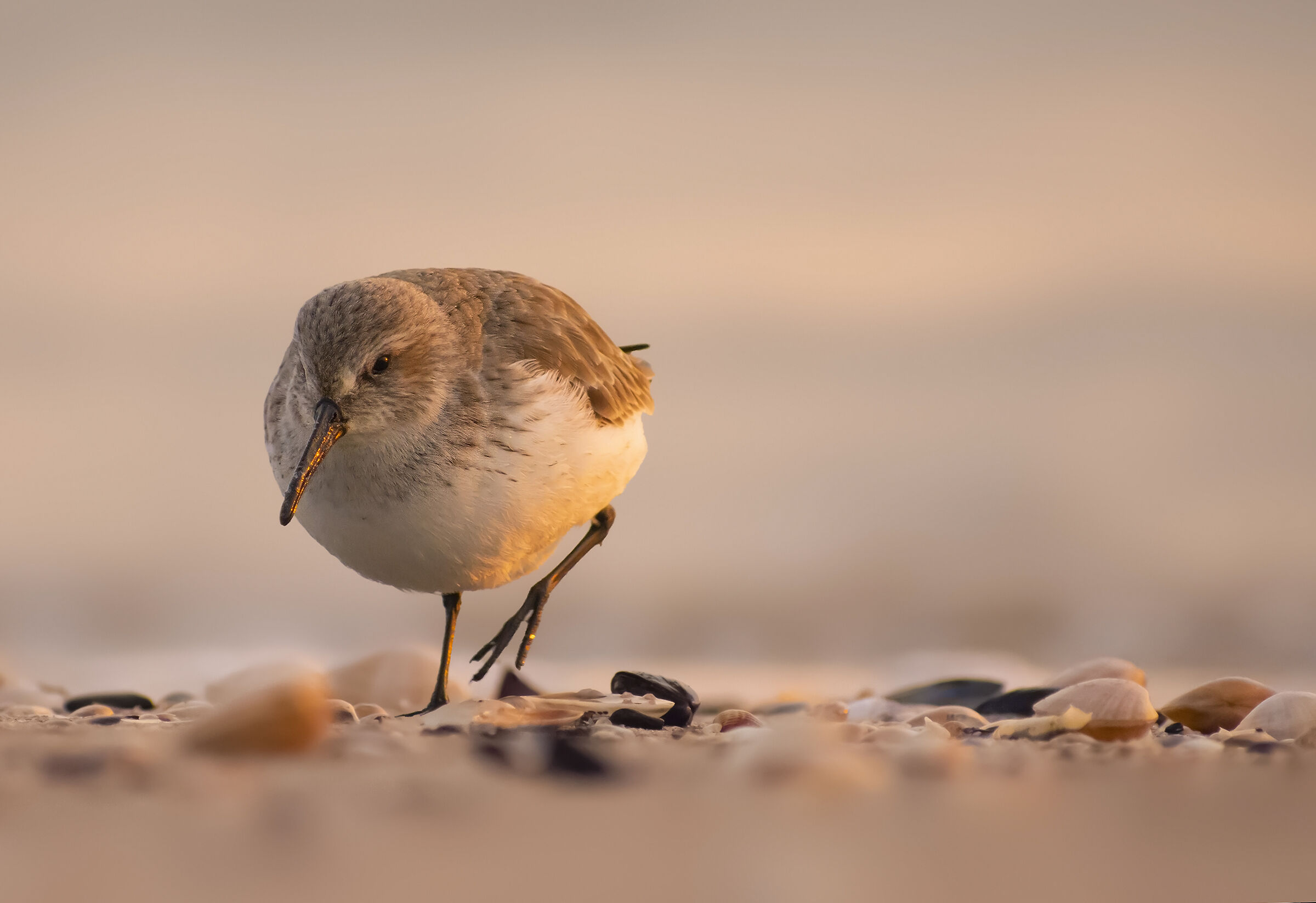 Piovanello pancianera all'alba