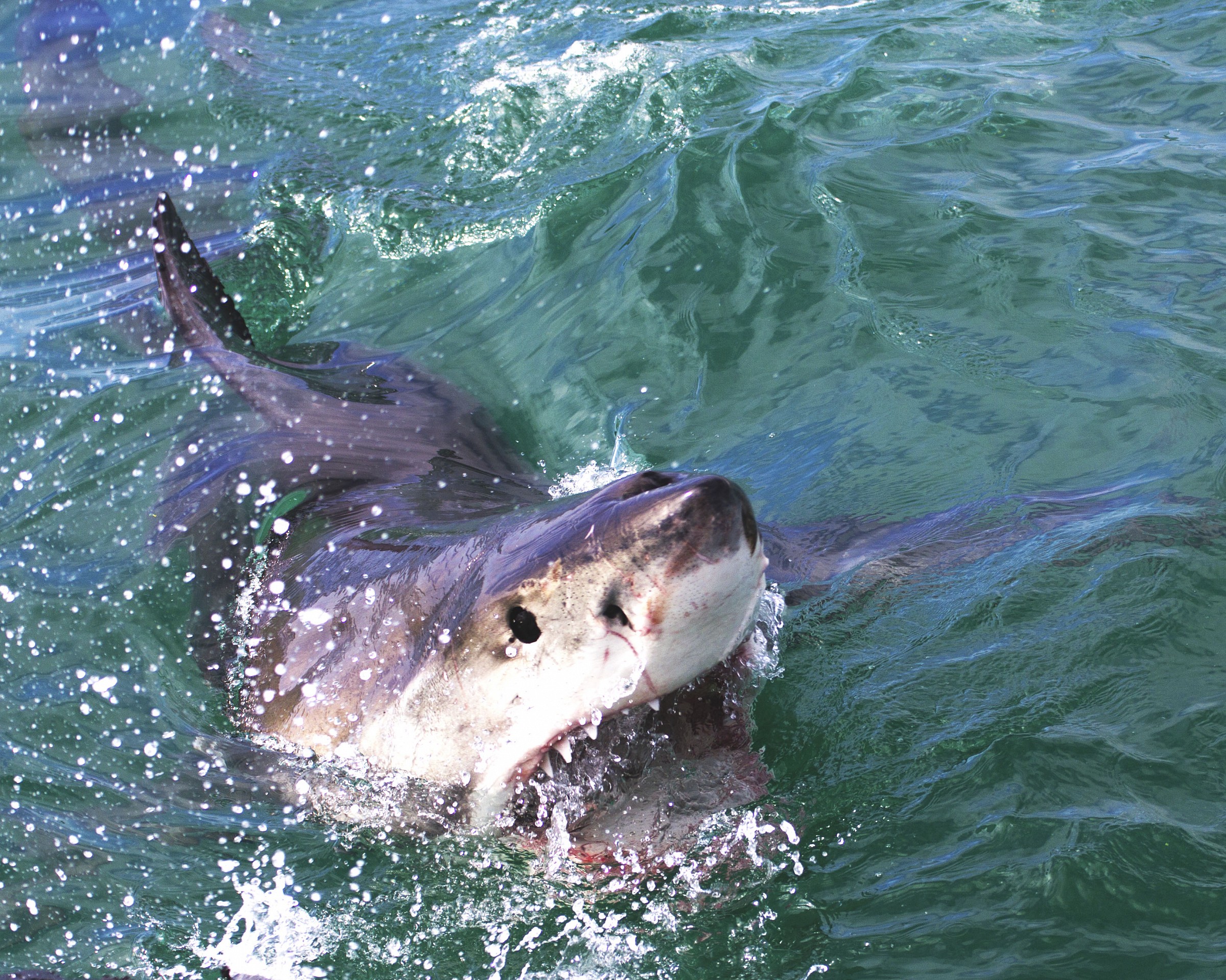 The great white shark