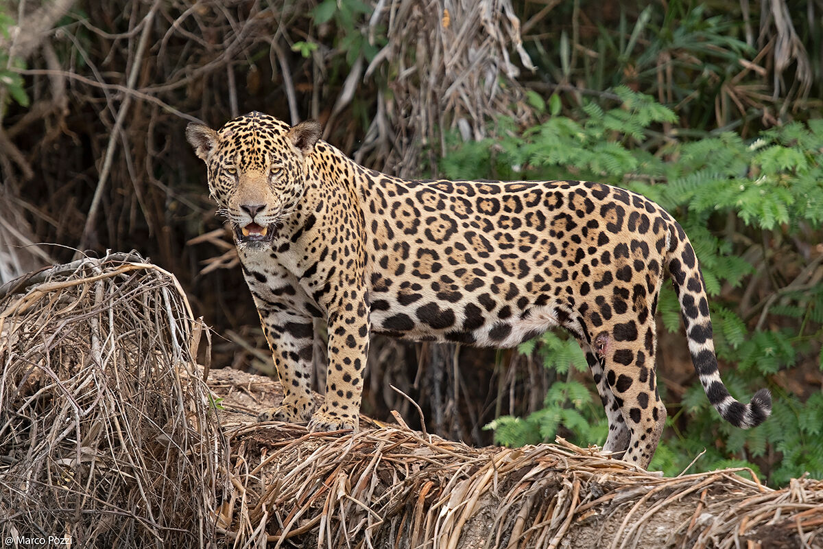 Panthera Onca