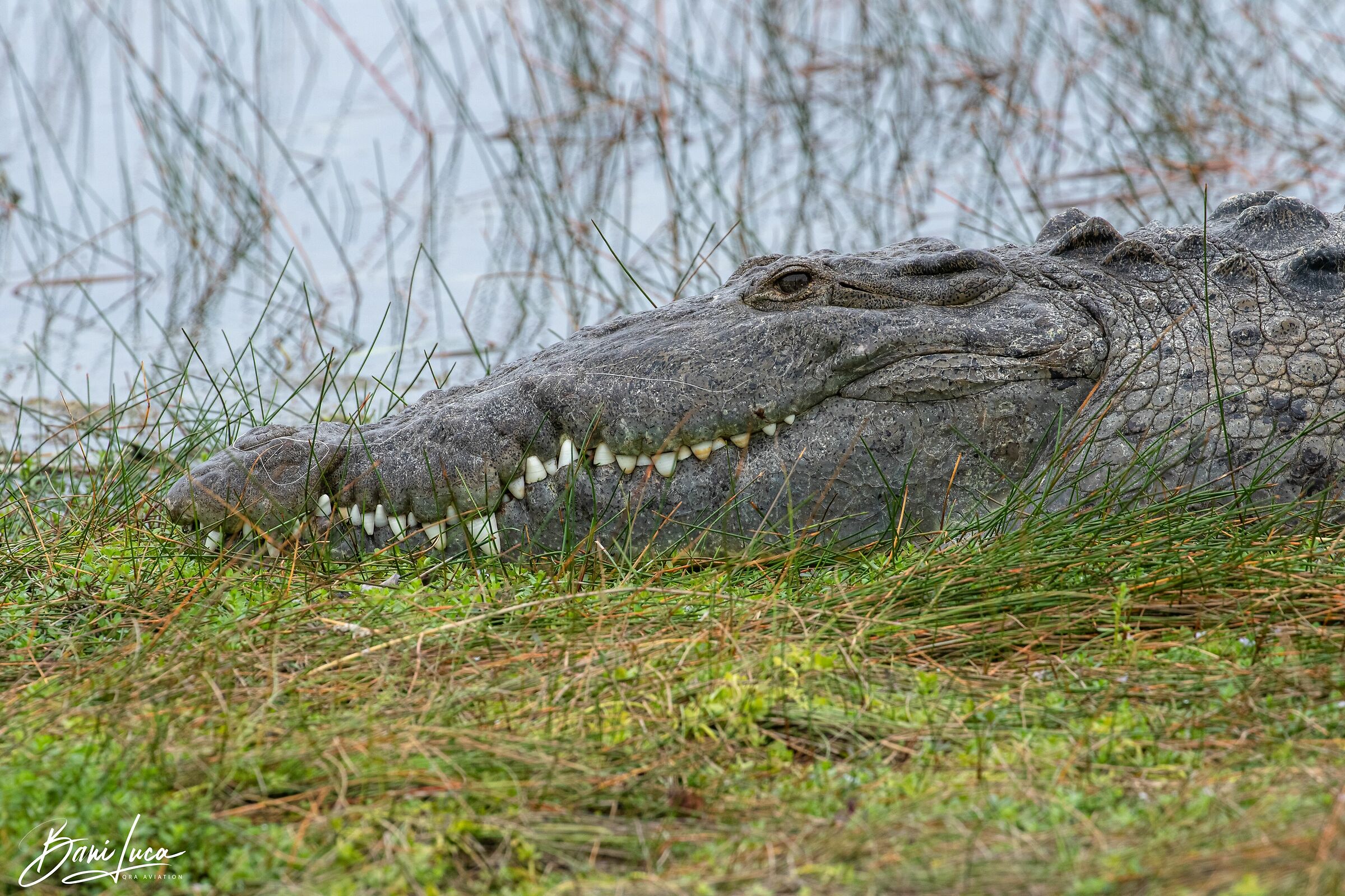 Coccodrillo americano