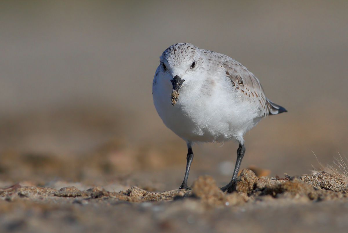Rainpiello tridactylo