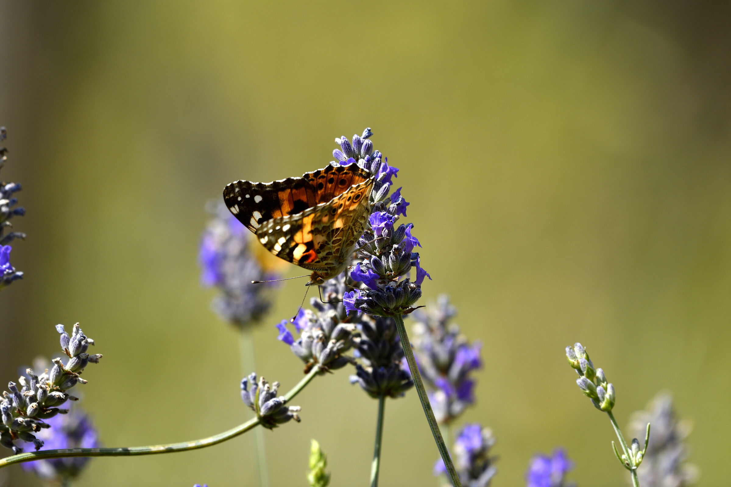 Lavanda e farfalla