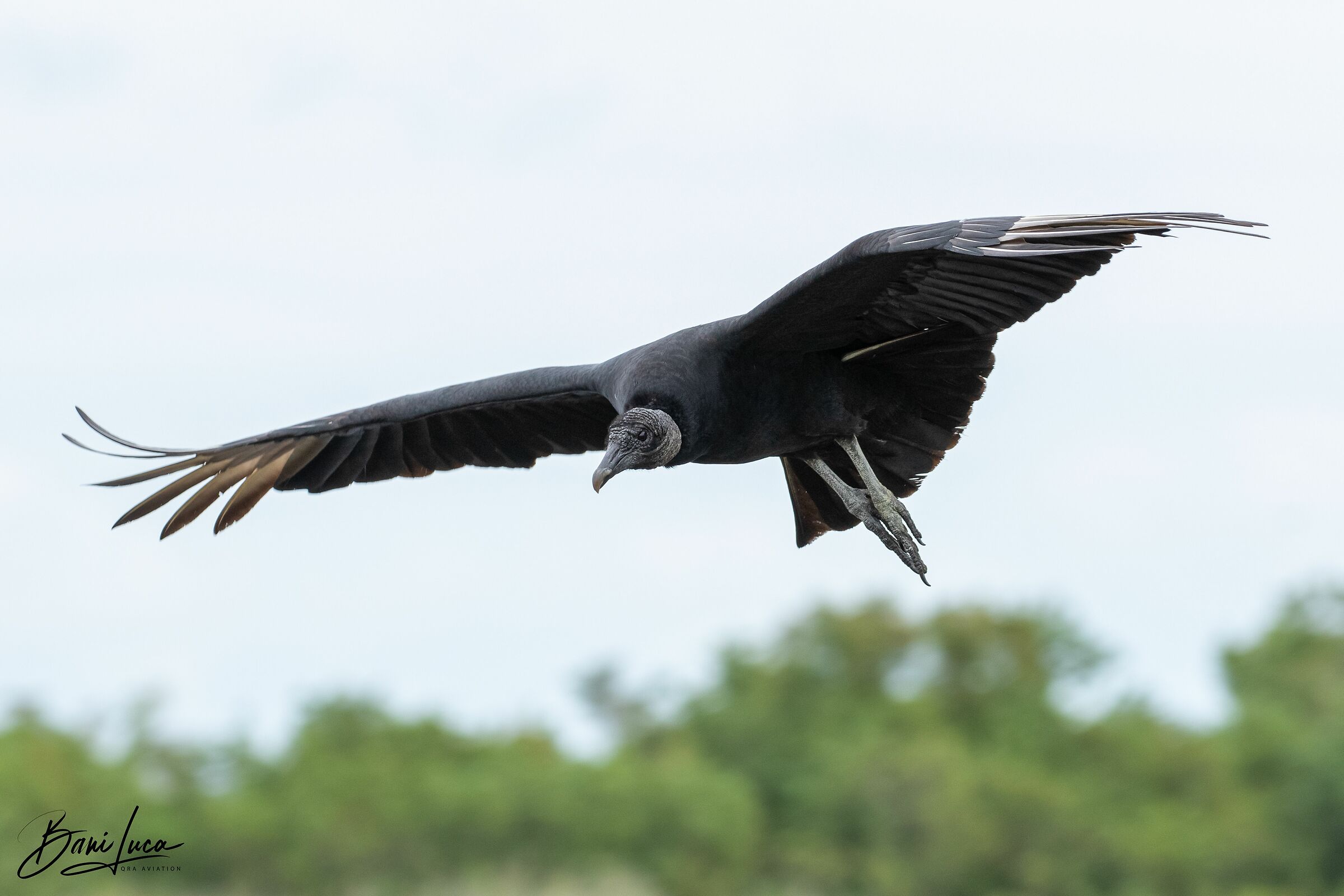 Avvoltoio testa nera