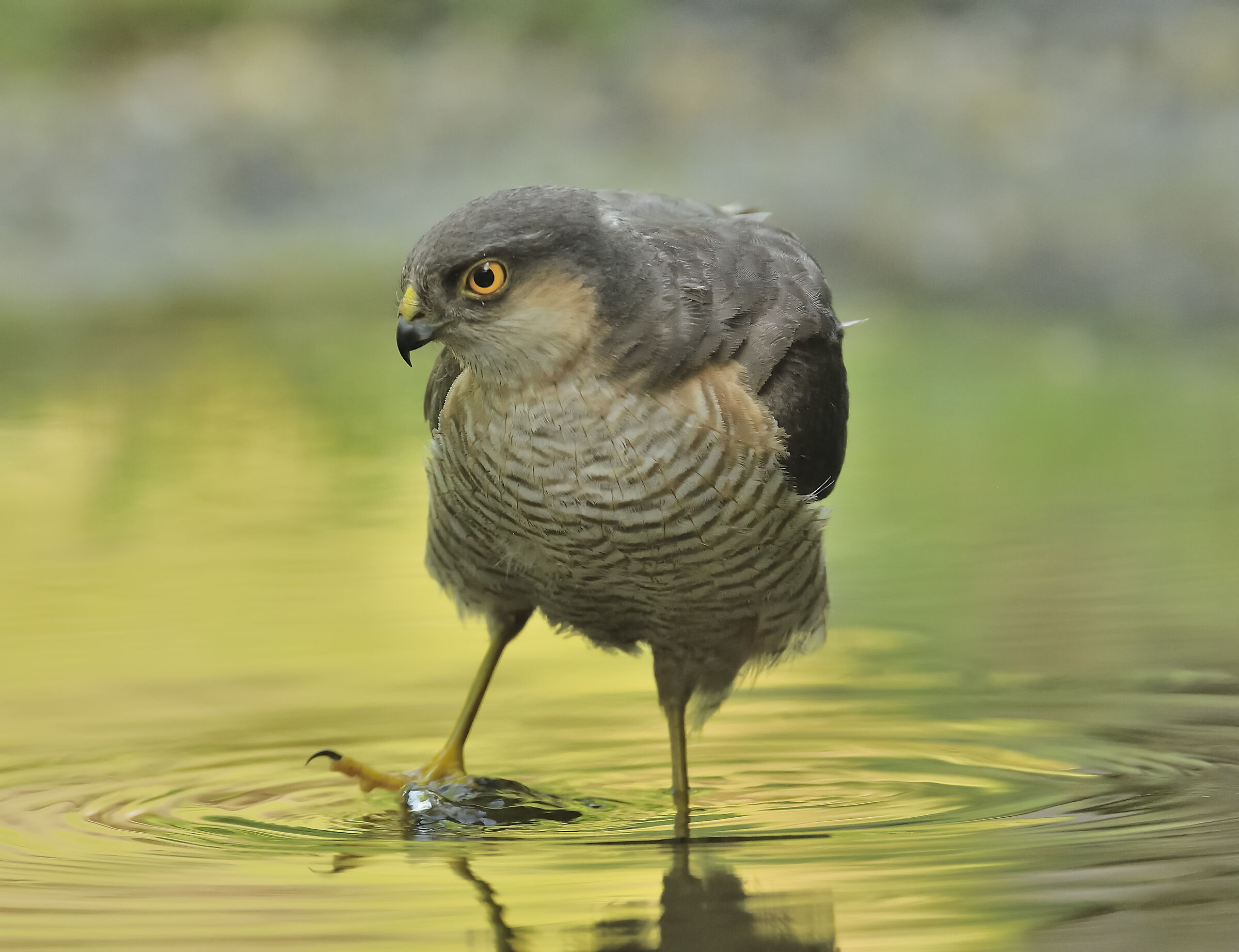 sparrowhawk