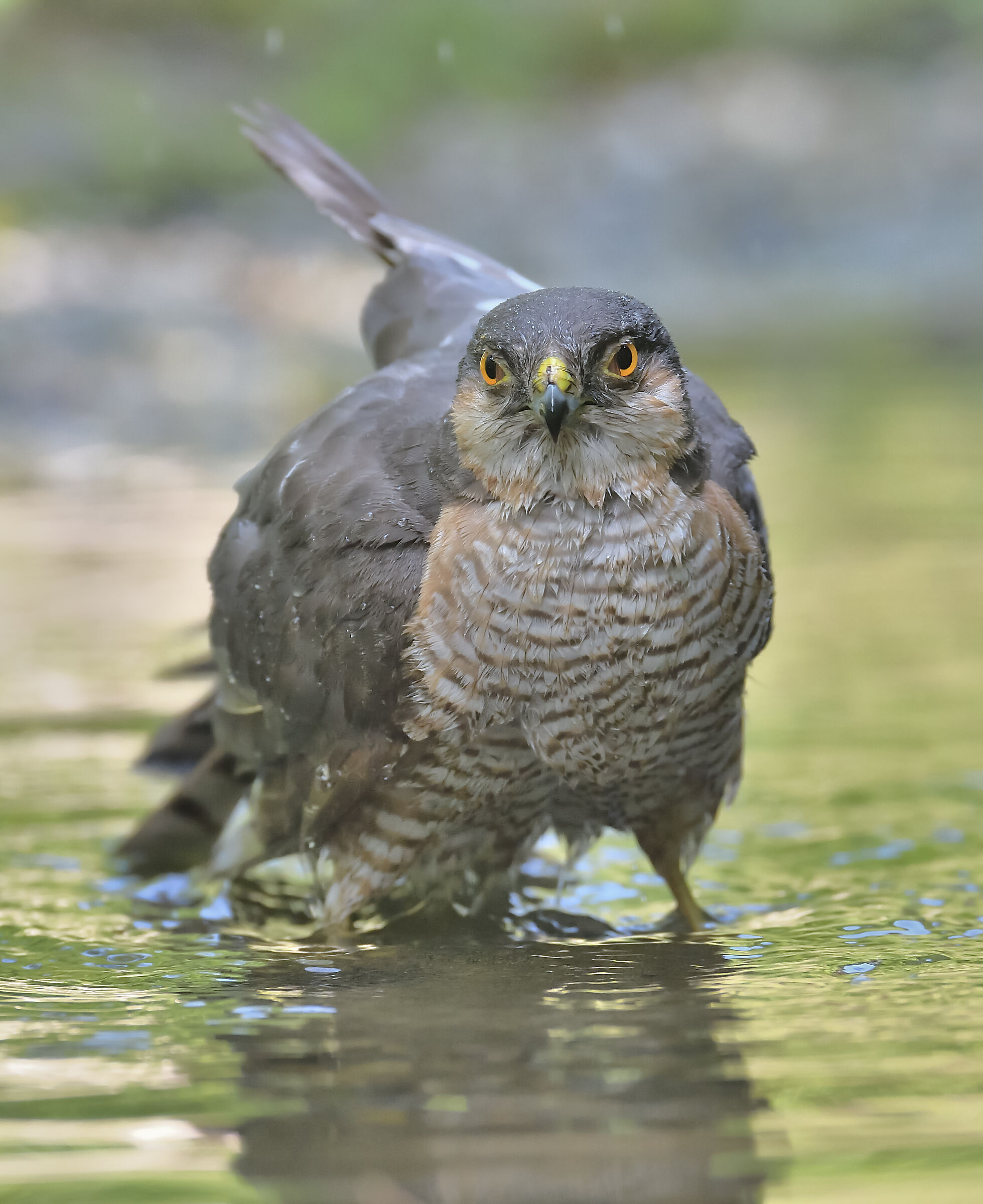 sparrowhawk
