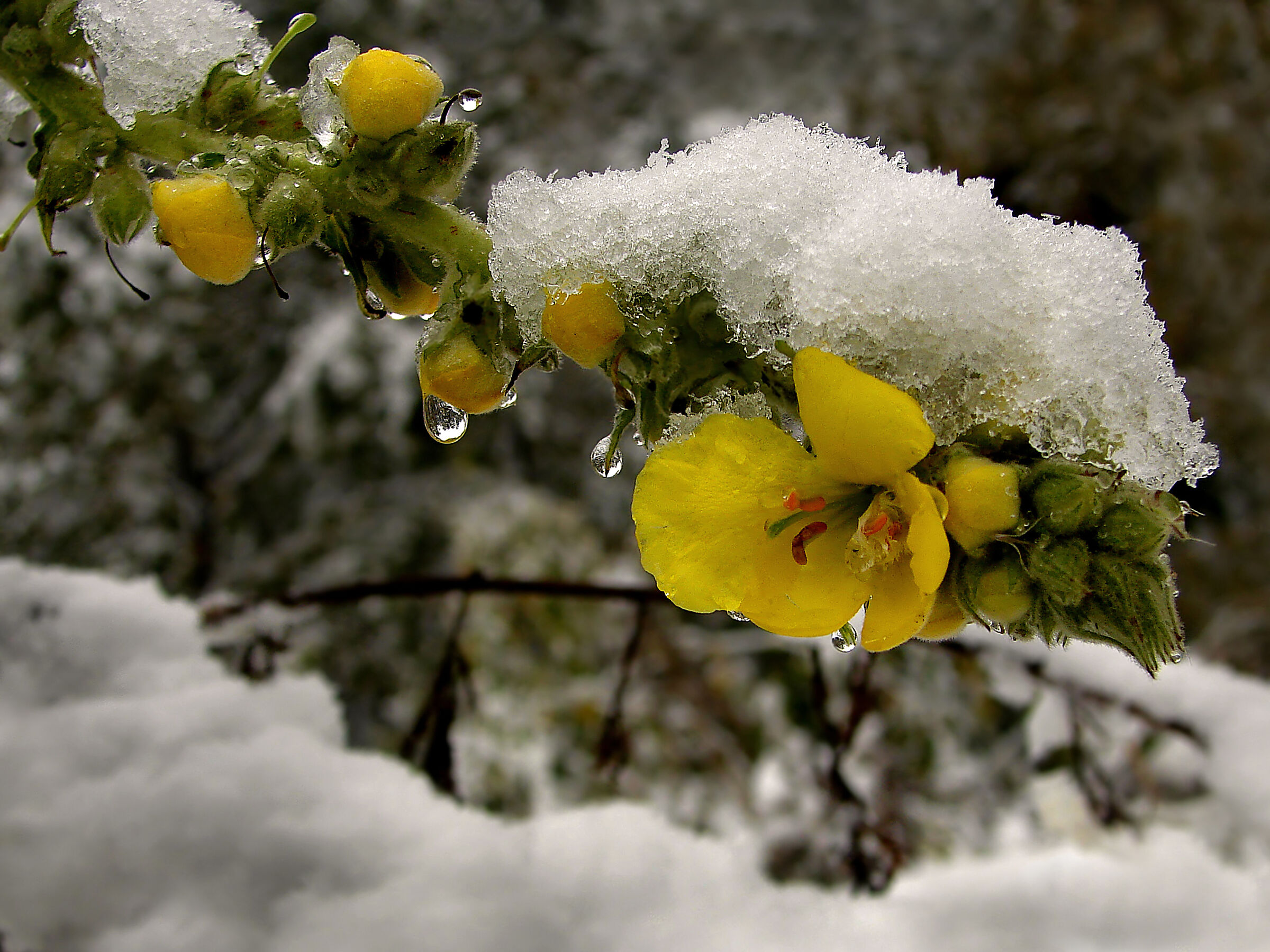 winter flower