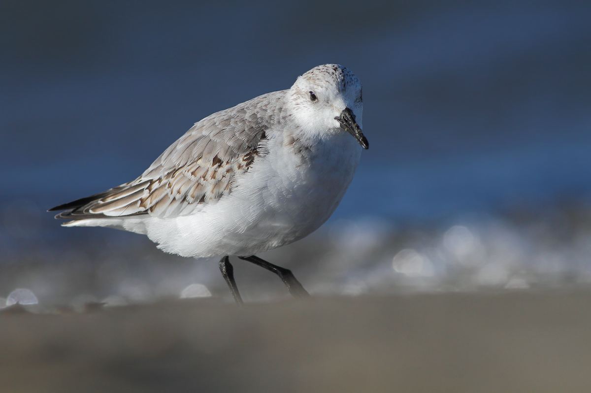 Rainpiello tridactylo