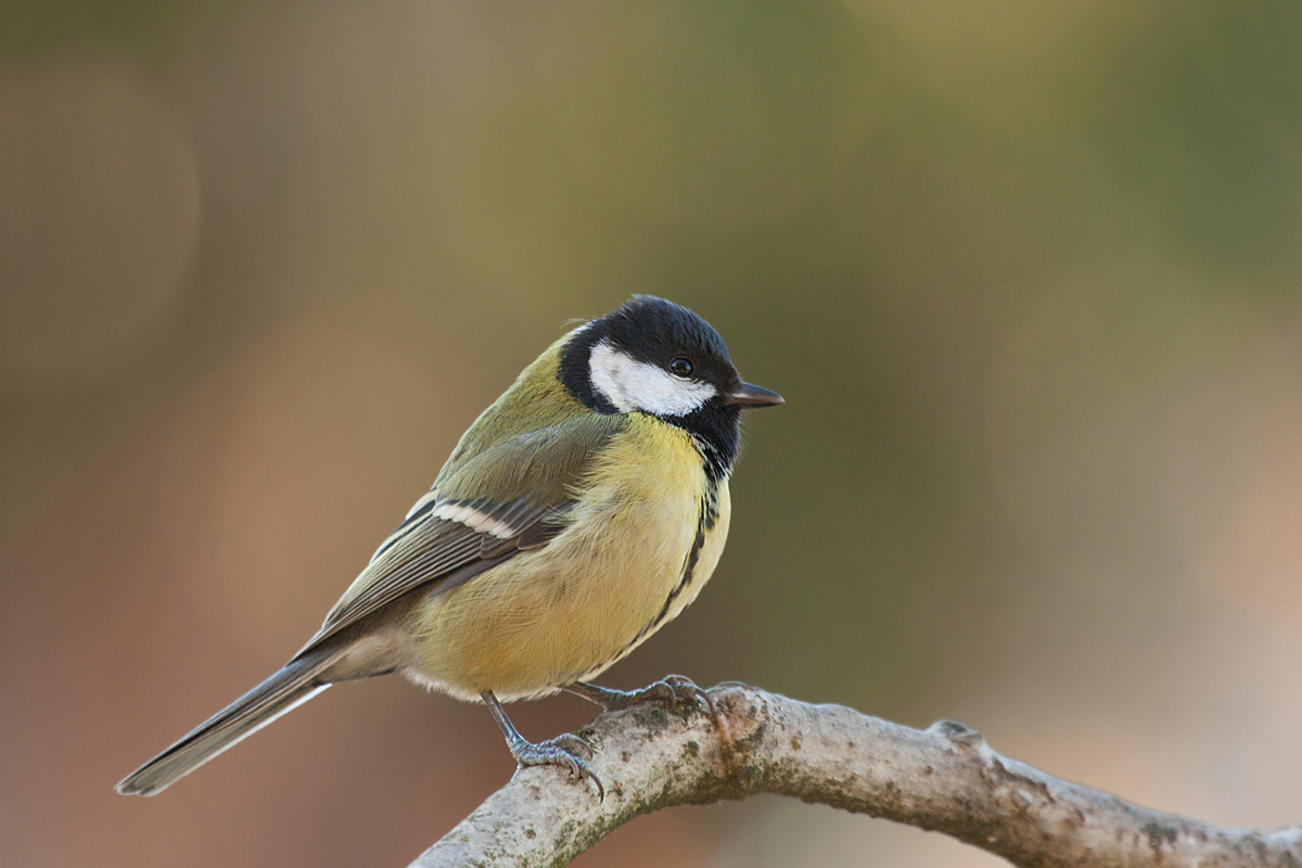 Great Tit
