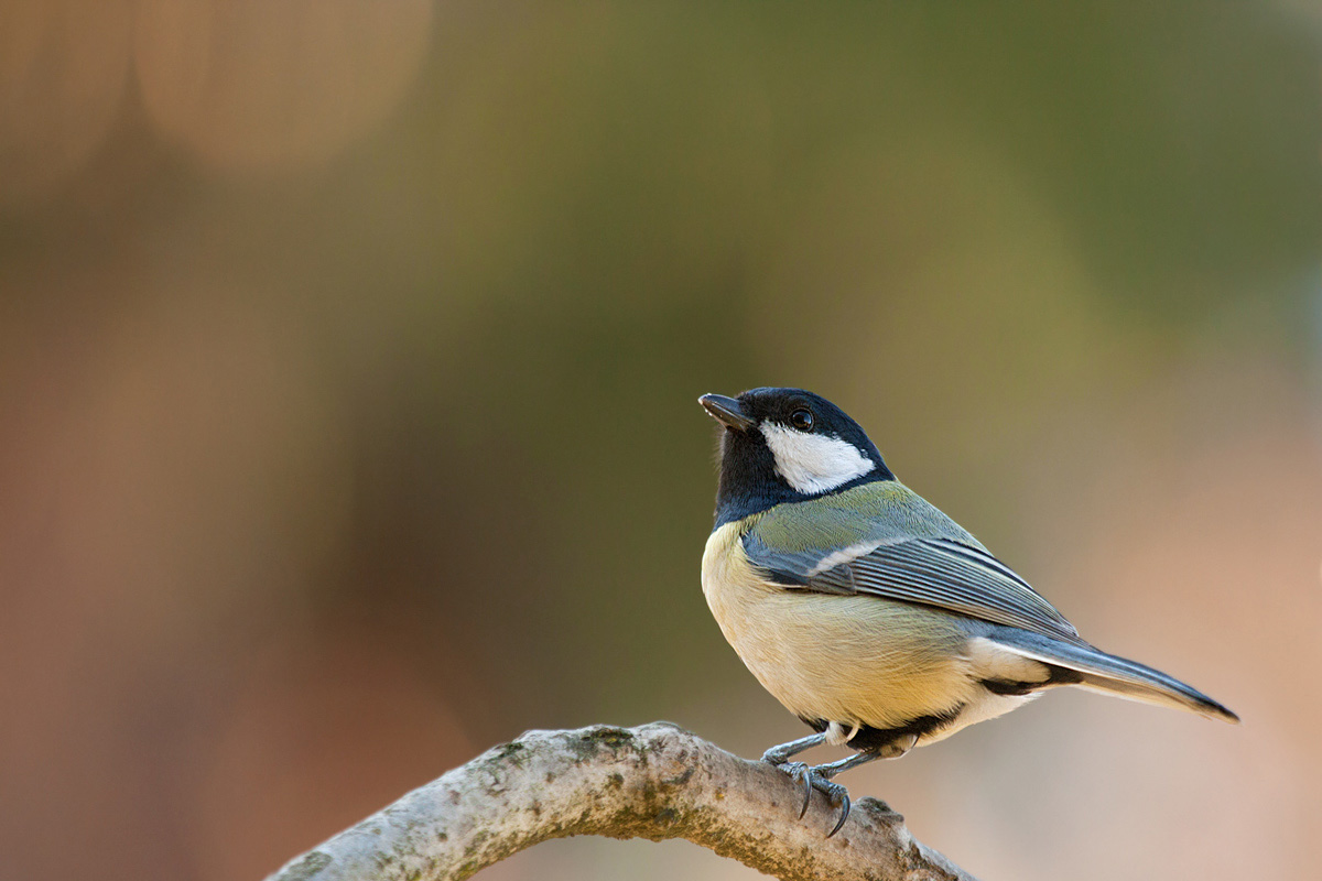 Great Tit