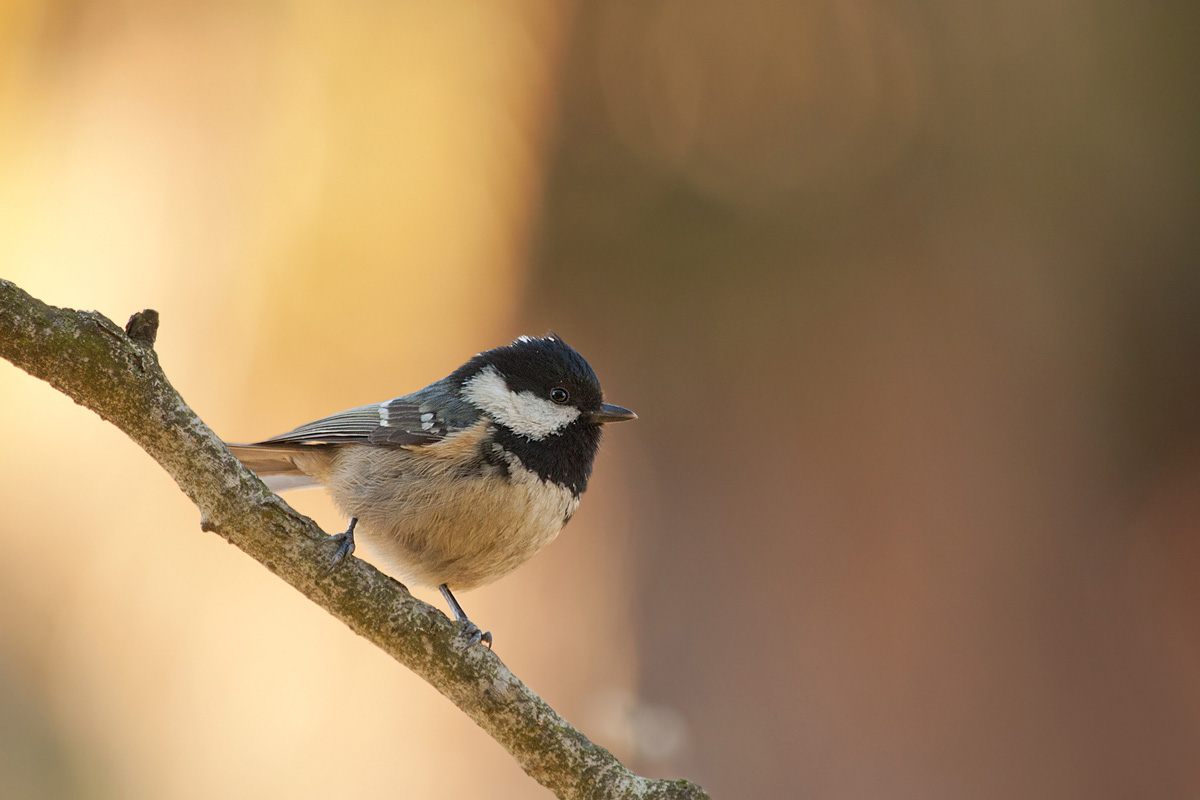 Coal Tit