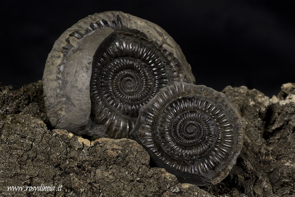 Ammonite Dactylioceras