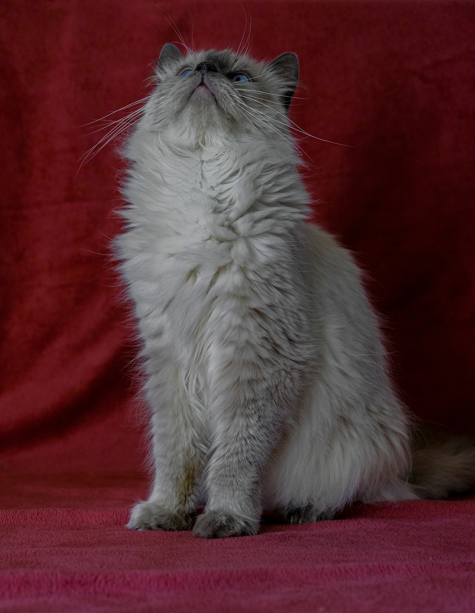 Chest out and look up :)