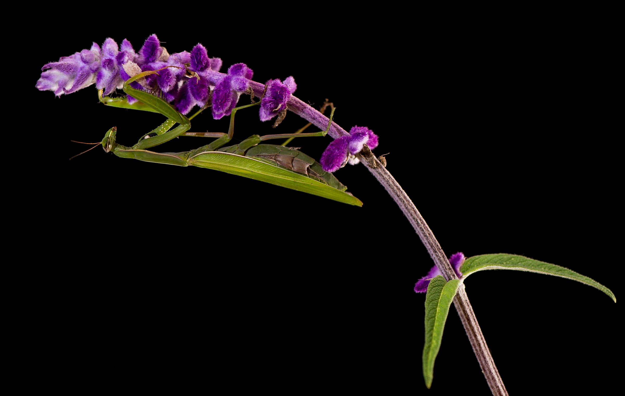 Mantide su fiore di Salvia ornamentale leucantha.