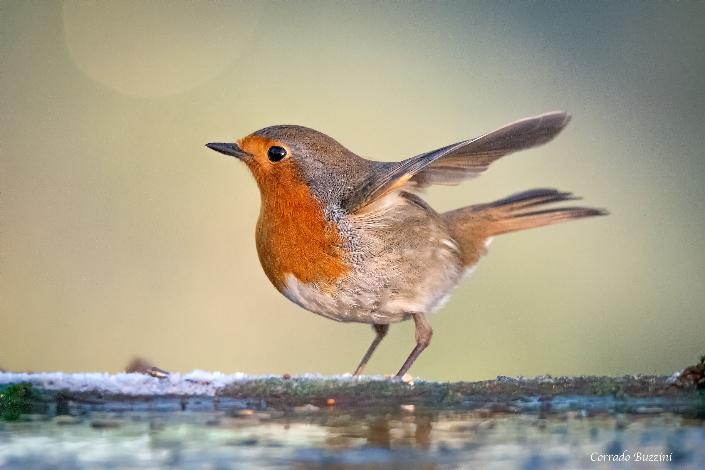 #capannodicora Red Robin