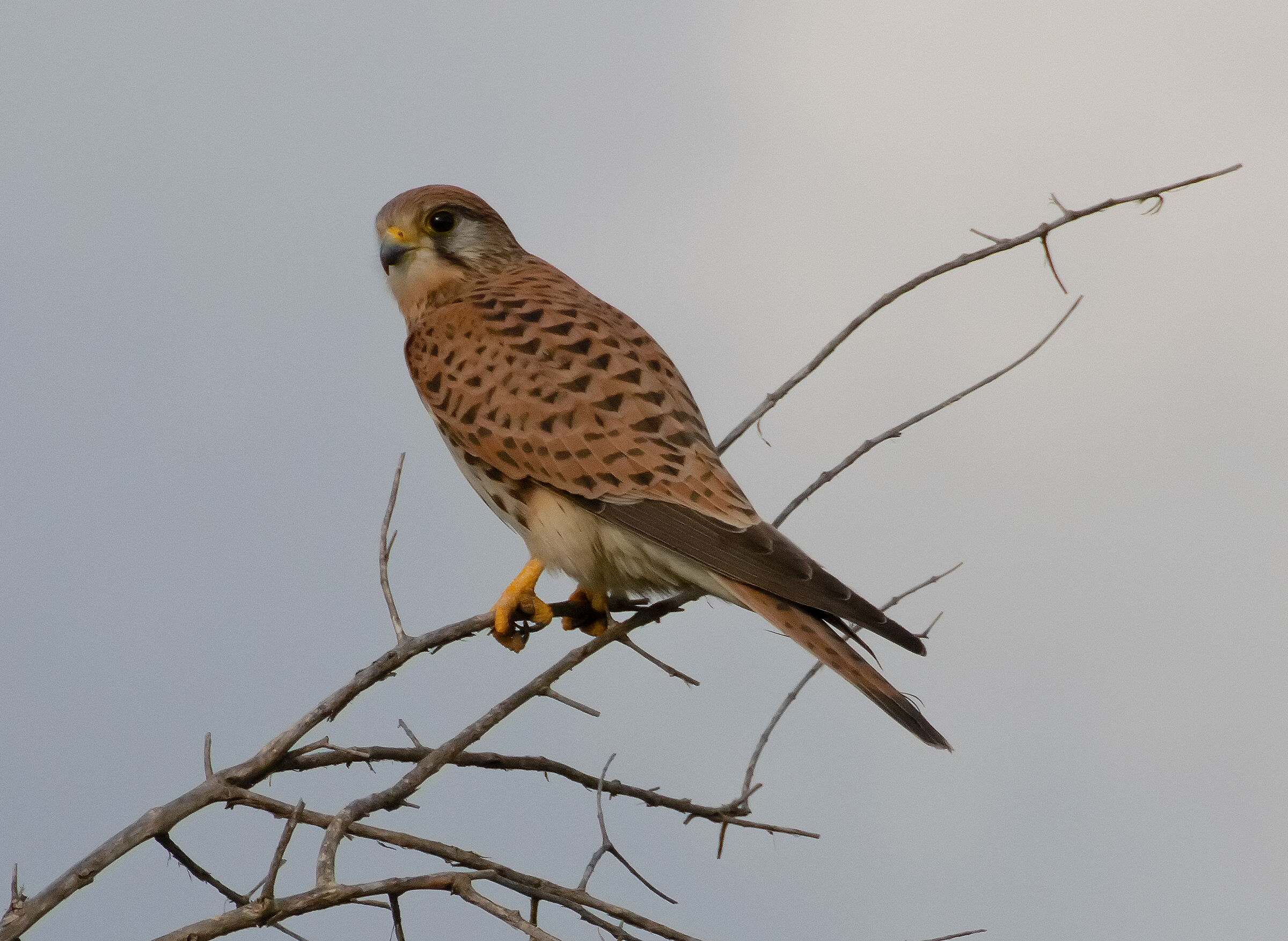 Guardami...... Fatto.....!!!!