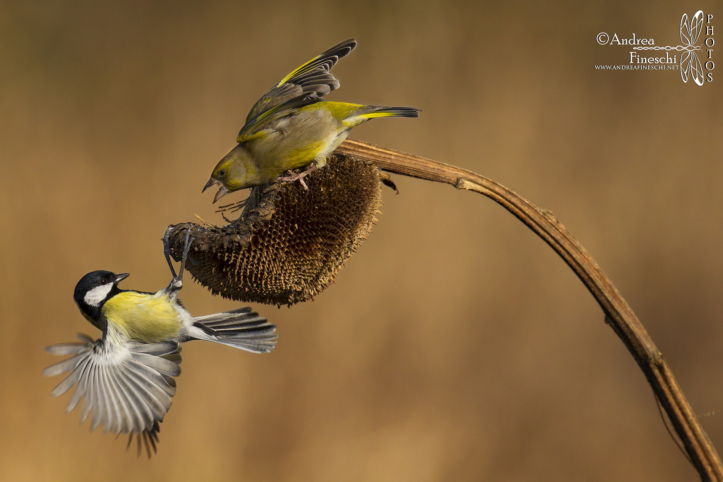 Verdone Vs Cinciallegra