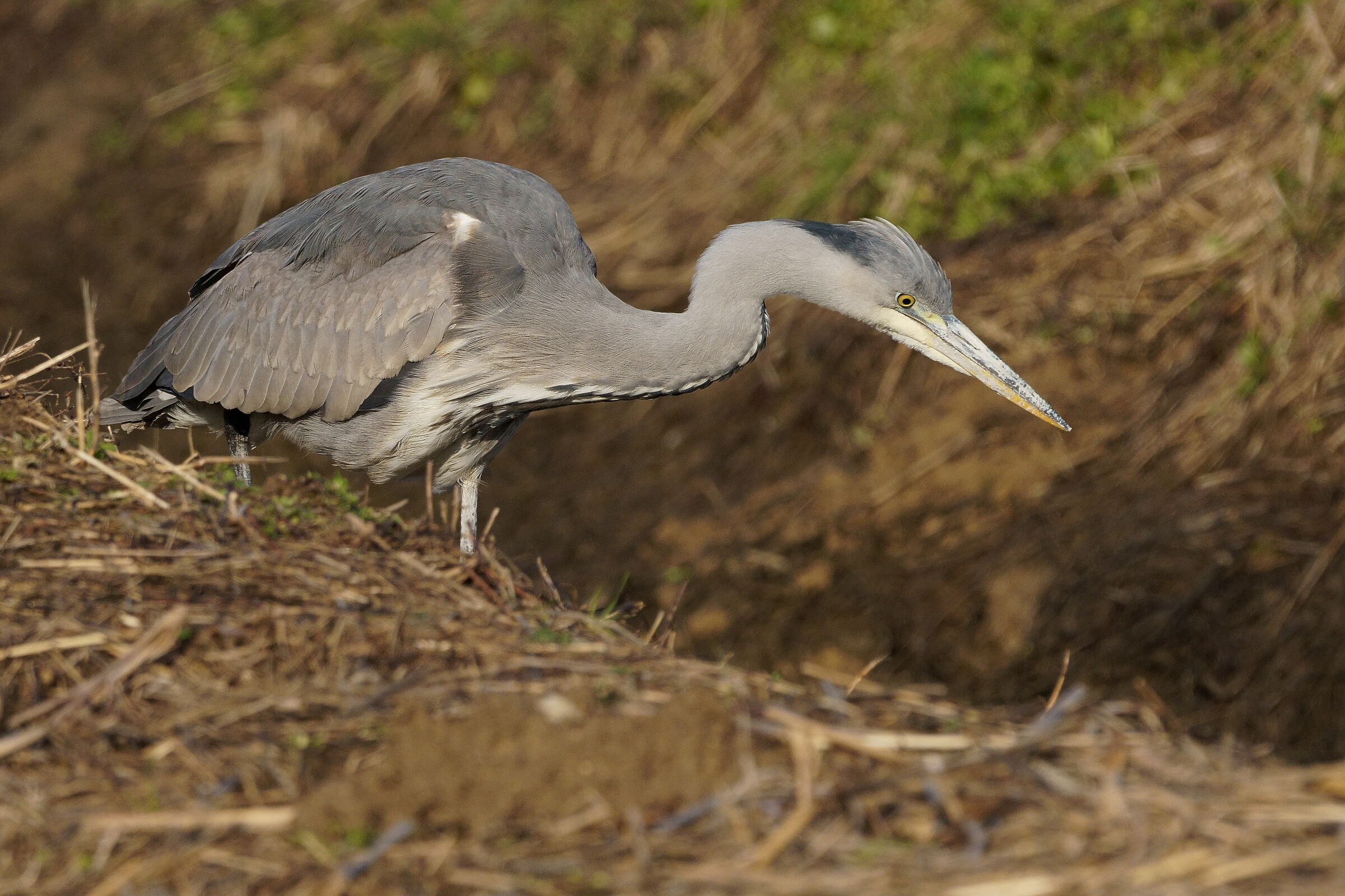 Cinerino heron