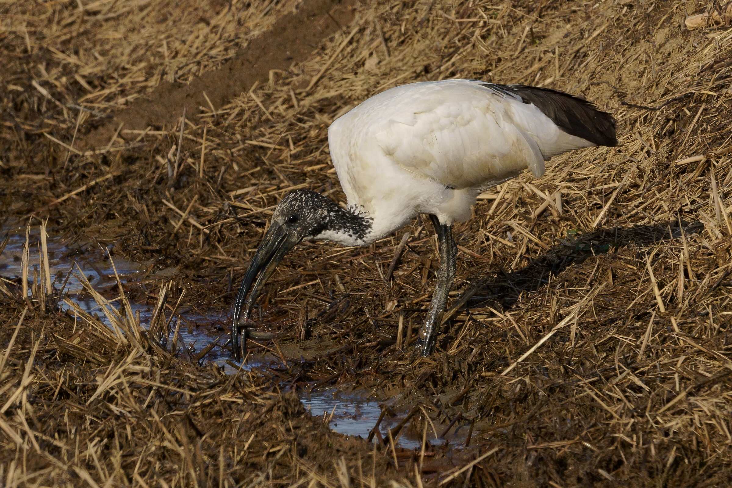 sacred ibis with prey