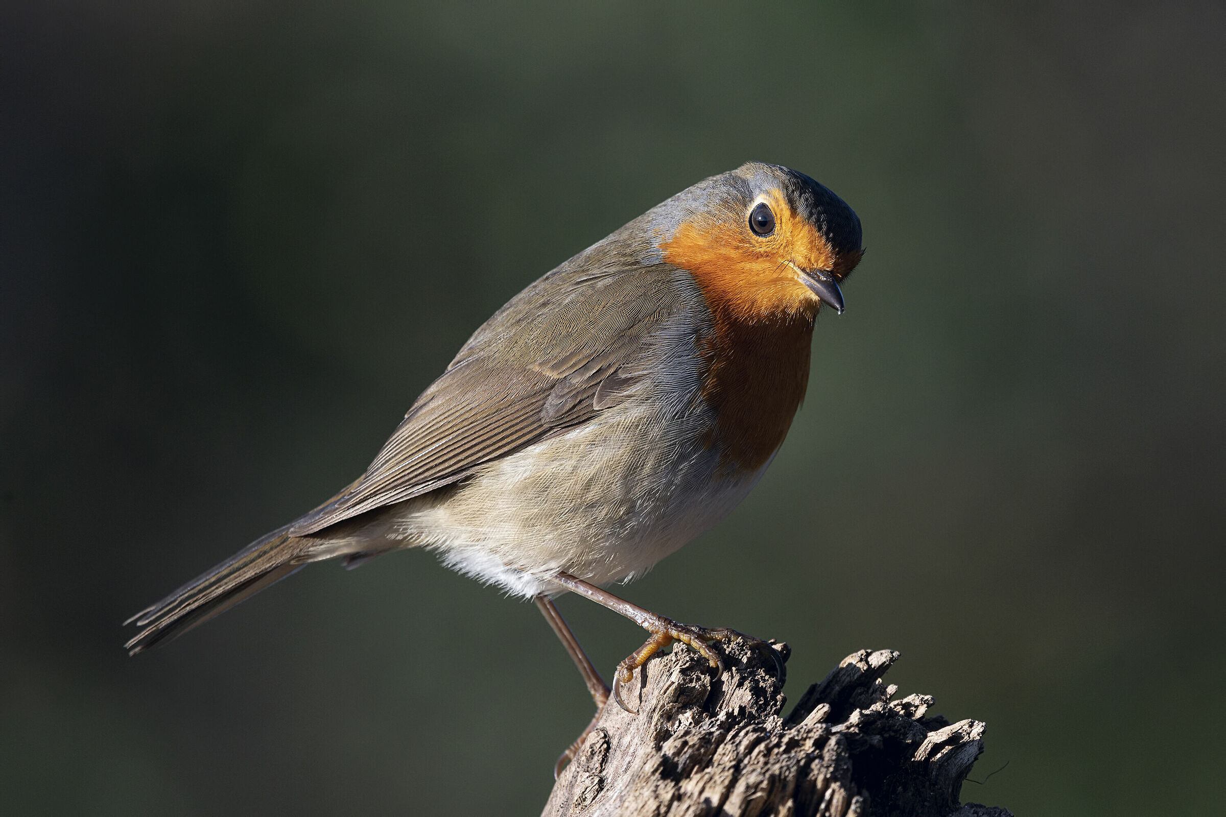 Happy new year from Robin