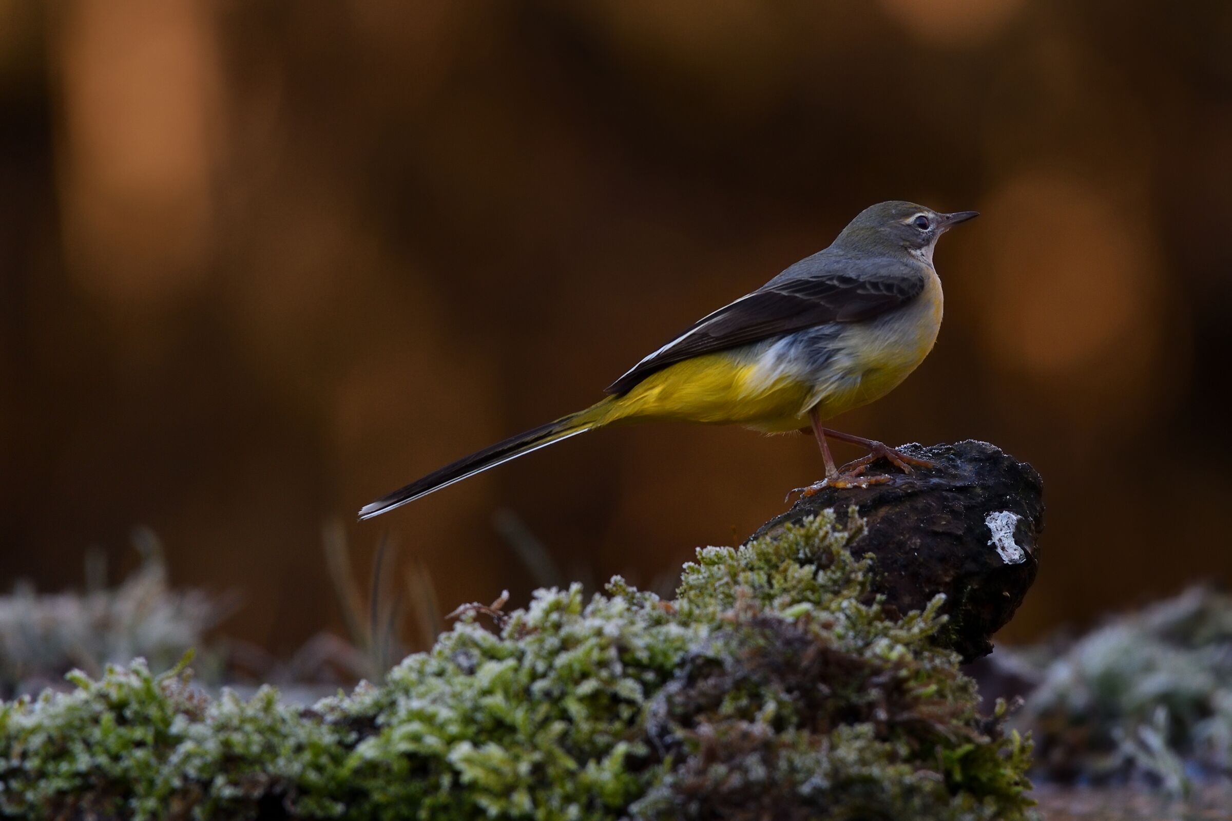 yellow dancer posing...