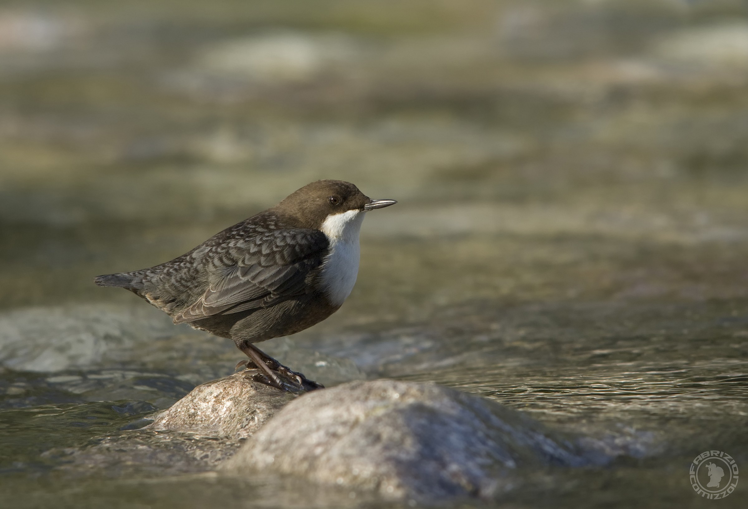 Merlo acquaiolo - Cinclus cinclus
