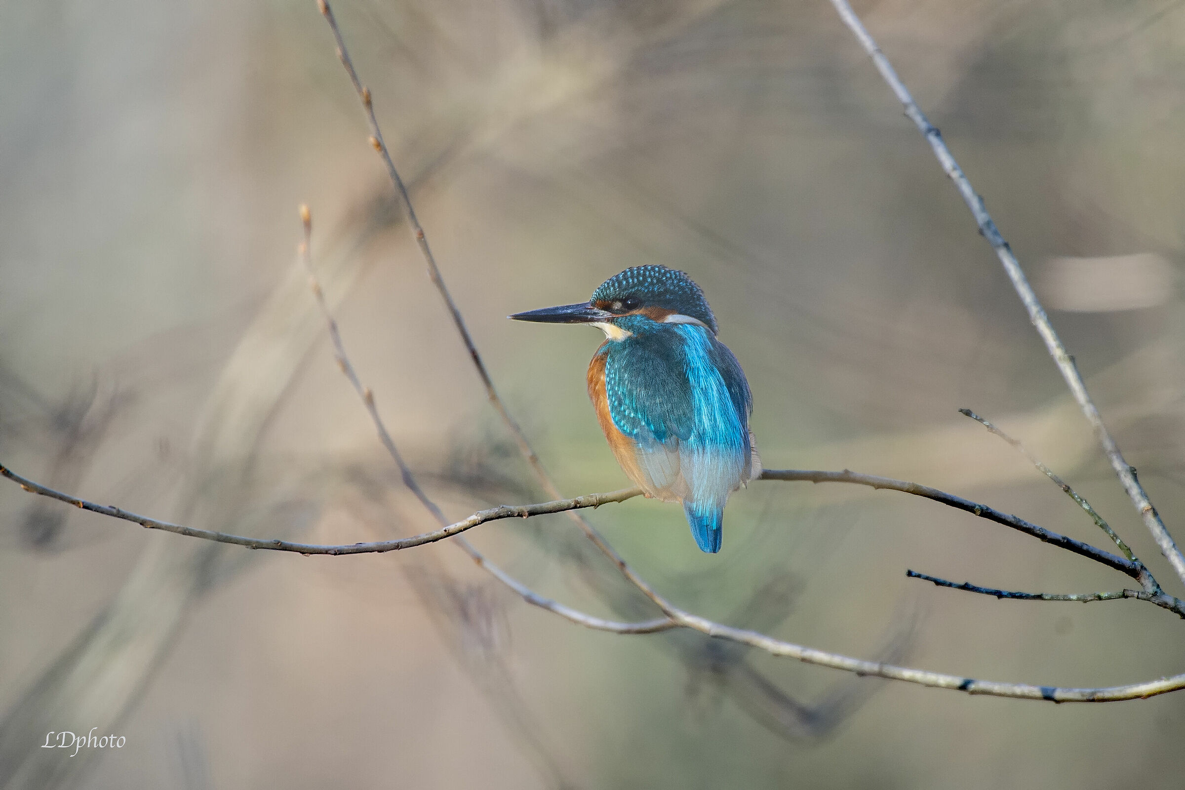 Martin Fisherman (Alcedo atthis)