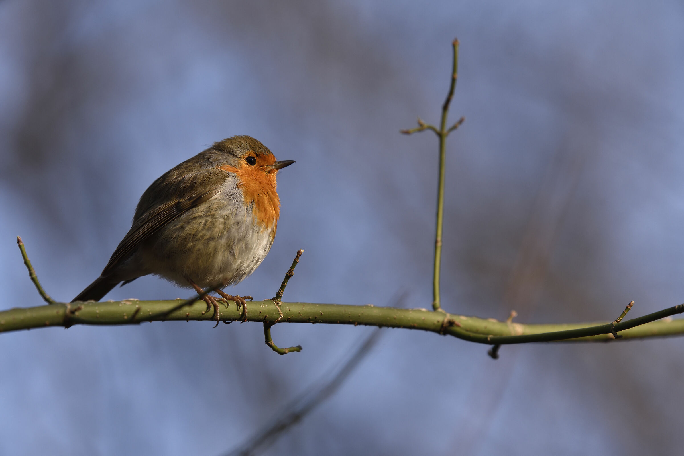 Pettirosso al parco di Monza