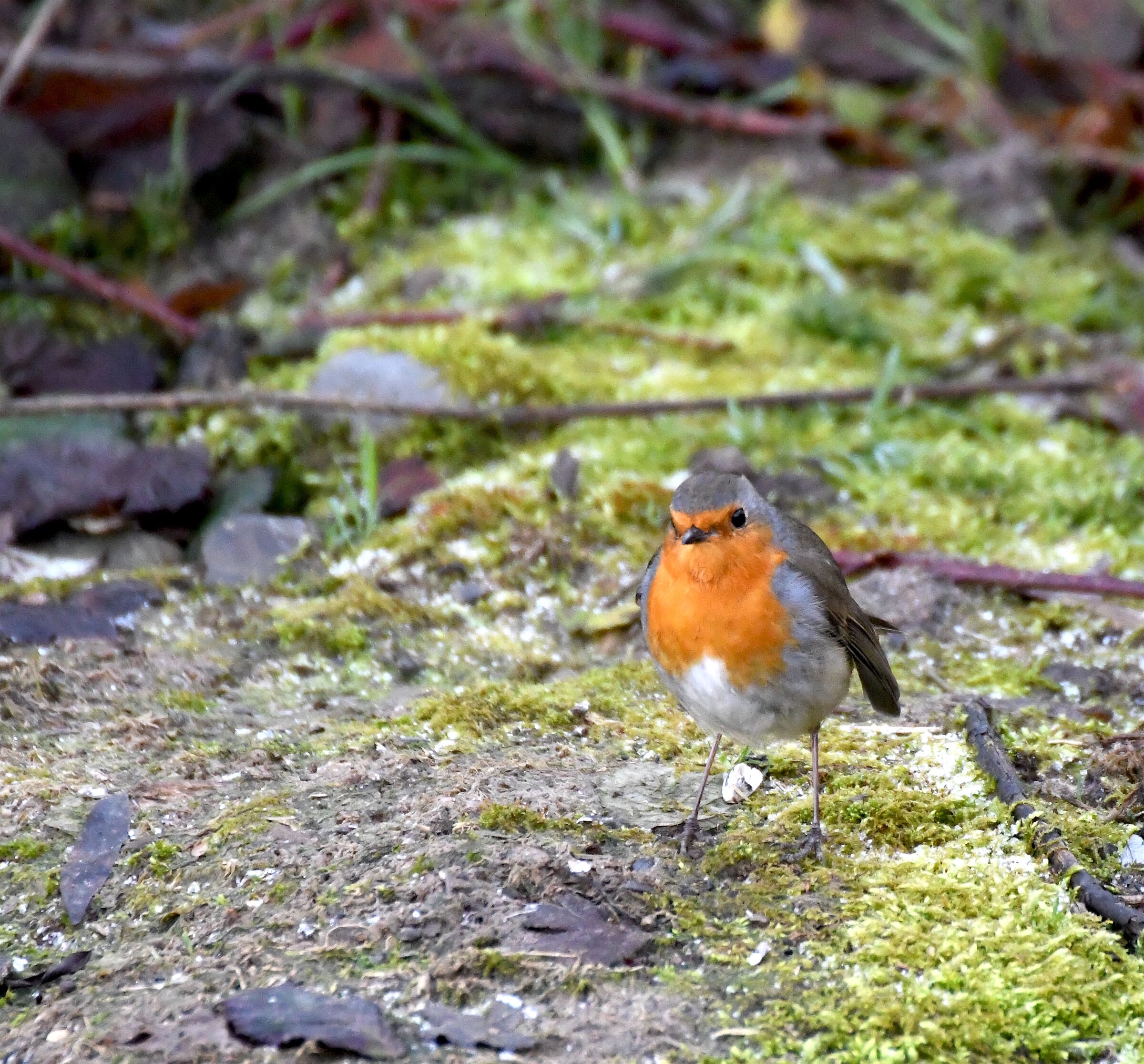 Pettirosso a passeggio