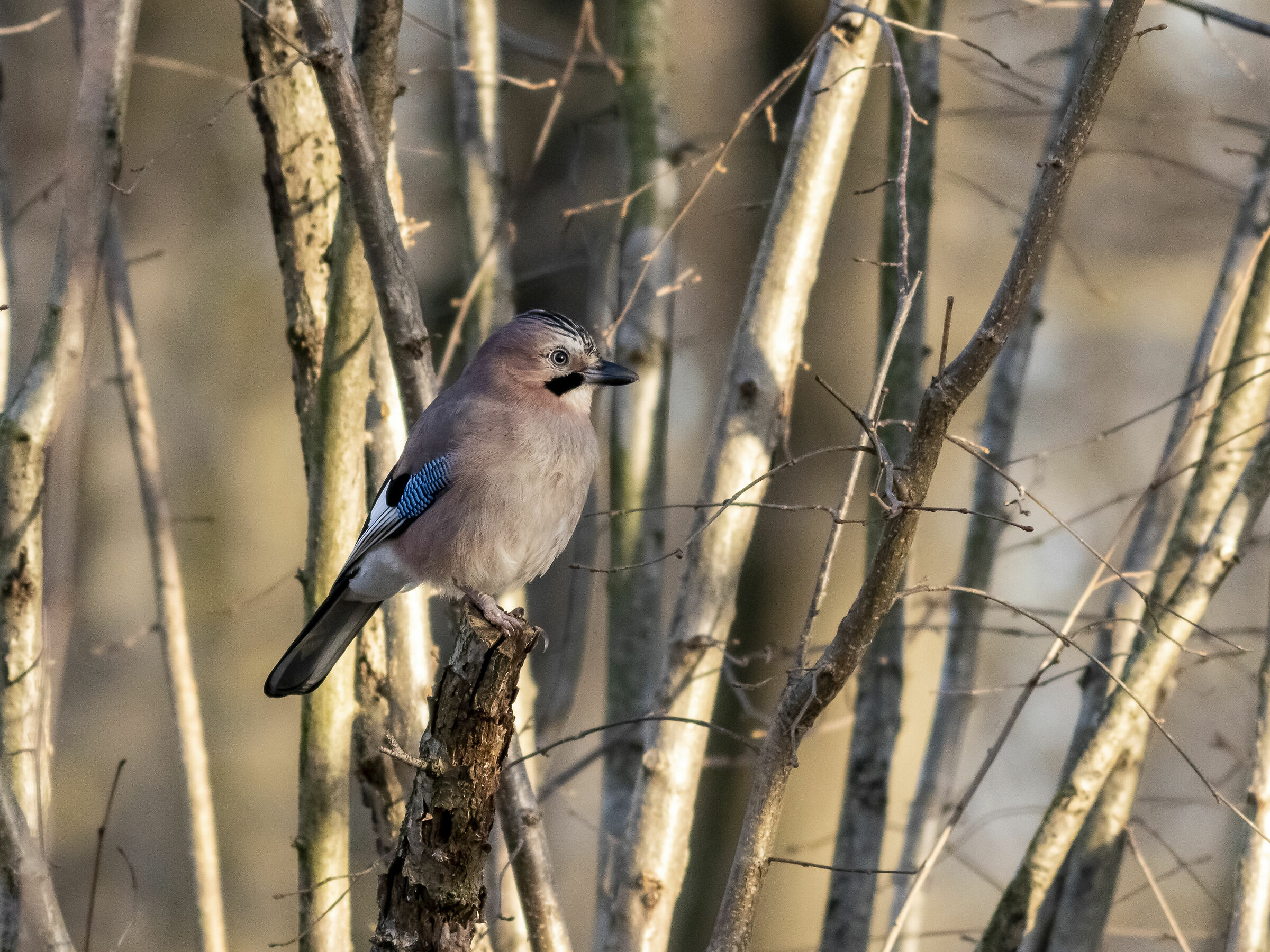 Ghiandaia ambientata