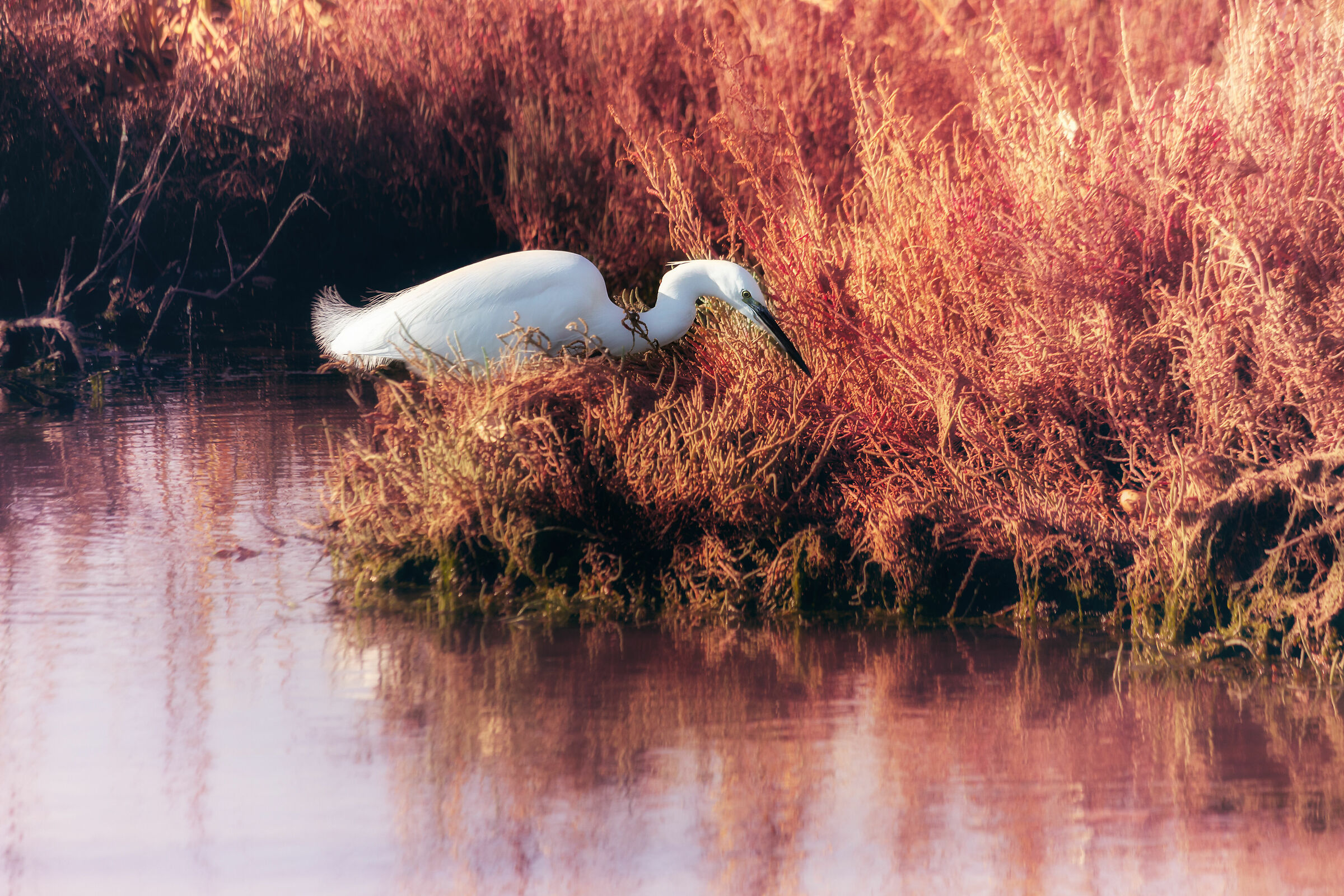 Snowy Egret
