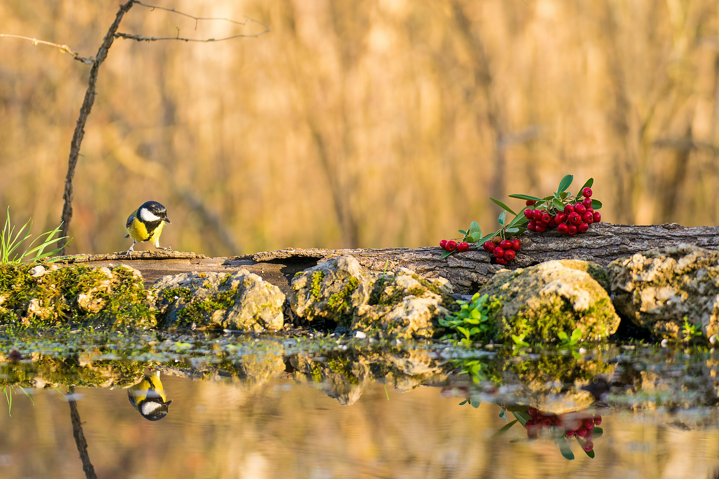 Uccello su riva con bacche