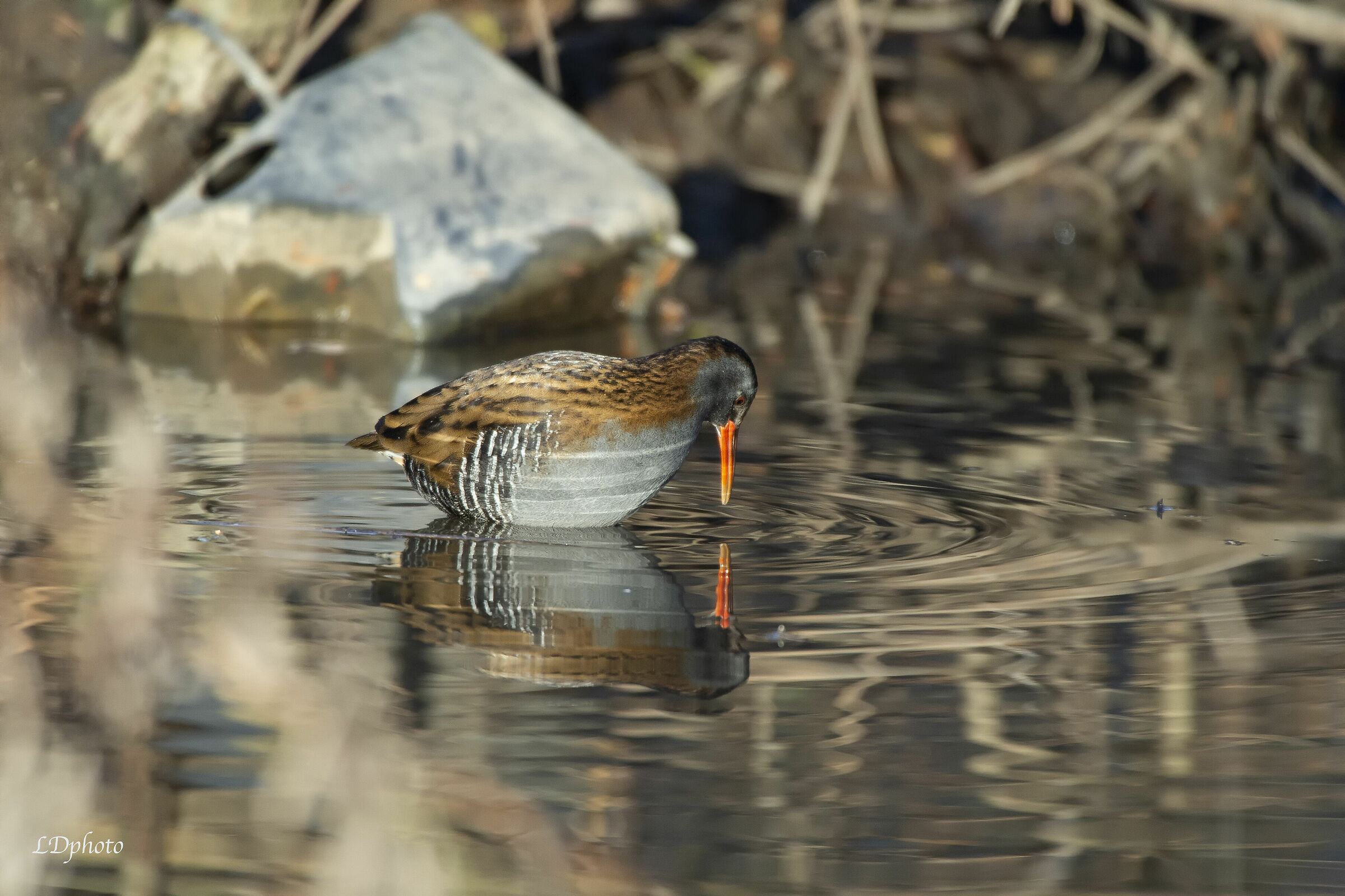 Pigs (Rallus aquaticus)