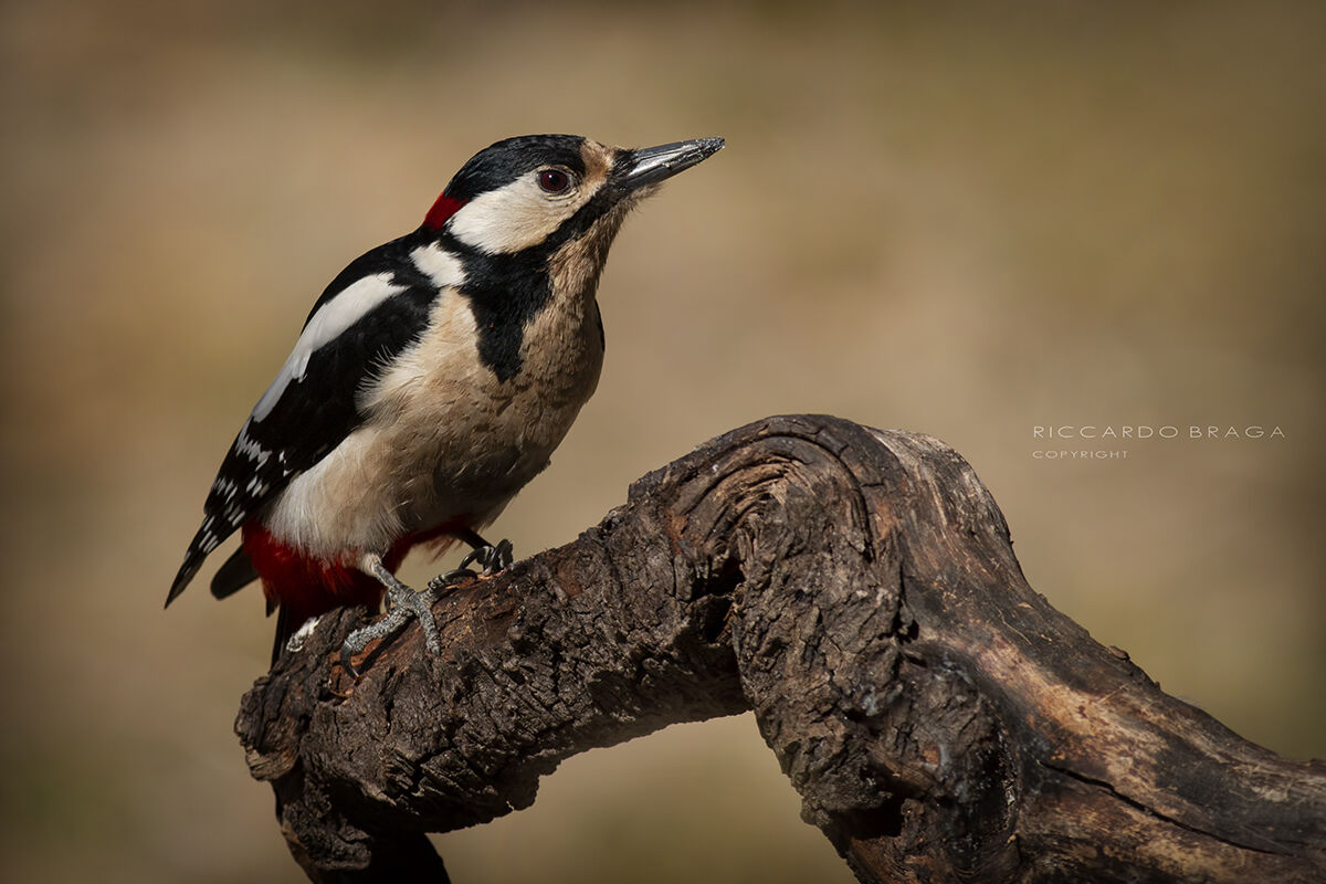 Red woodpecker