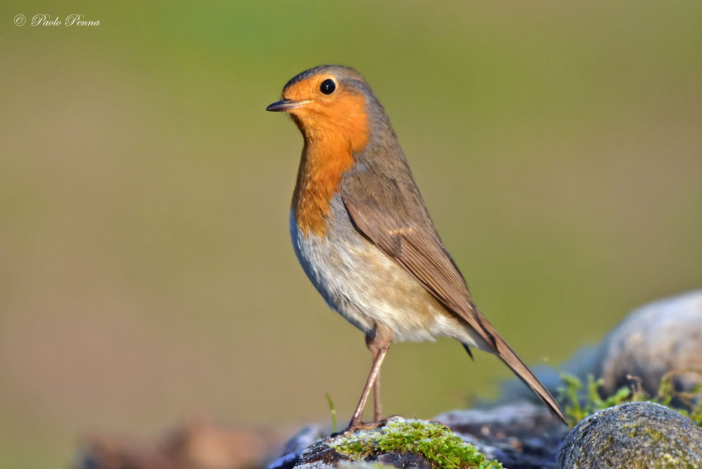 pettirosso impettito